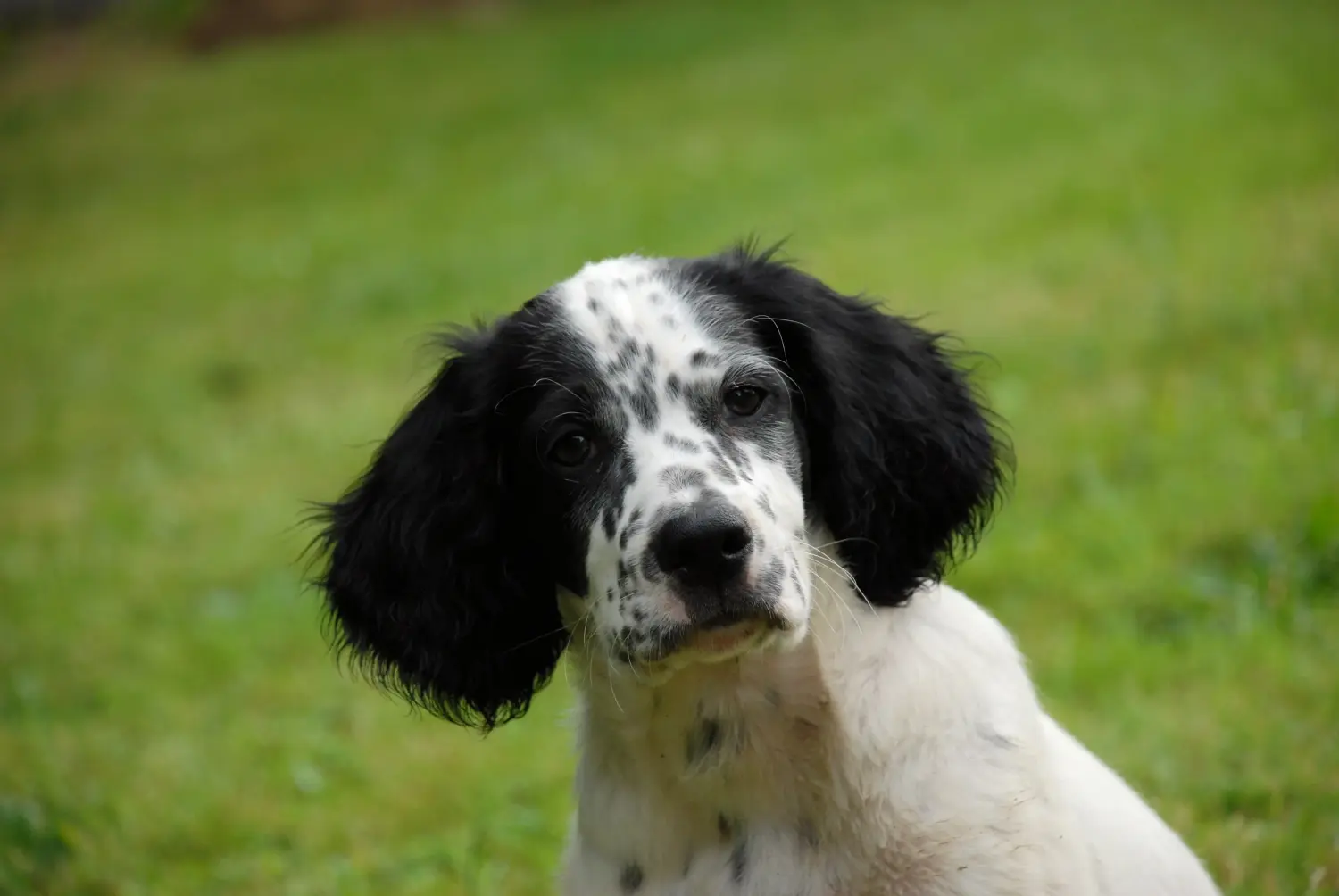 Einen English Setter Welpen zu kaufen, bedeutet Verantwortung zu übernehmen! English Setter Welpen kaufen.