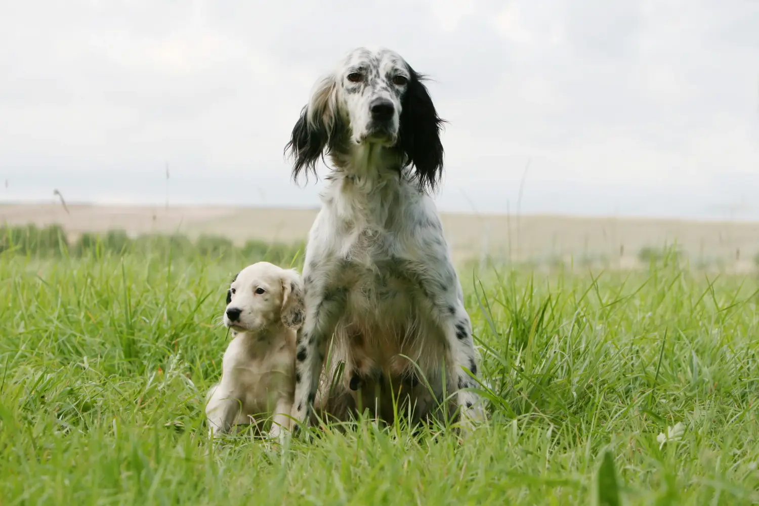 Einen English Setter Welpen zu kaufen, bedeutet Verantwortung zu übernehmen! English Setter Welpen kaufen.