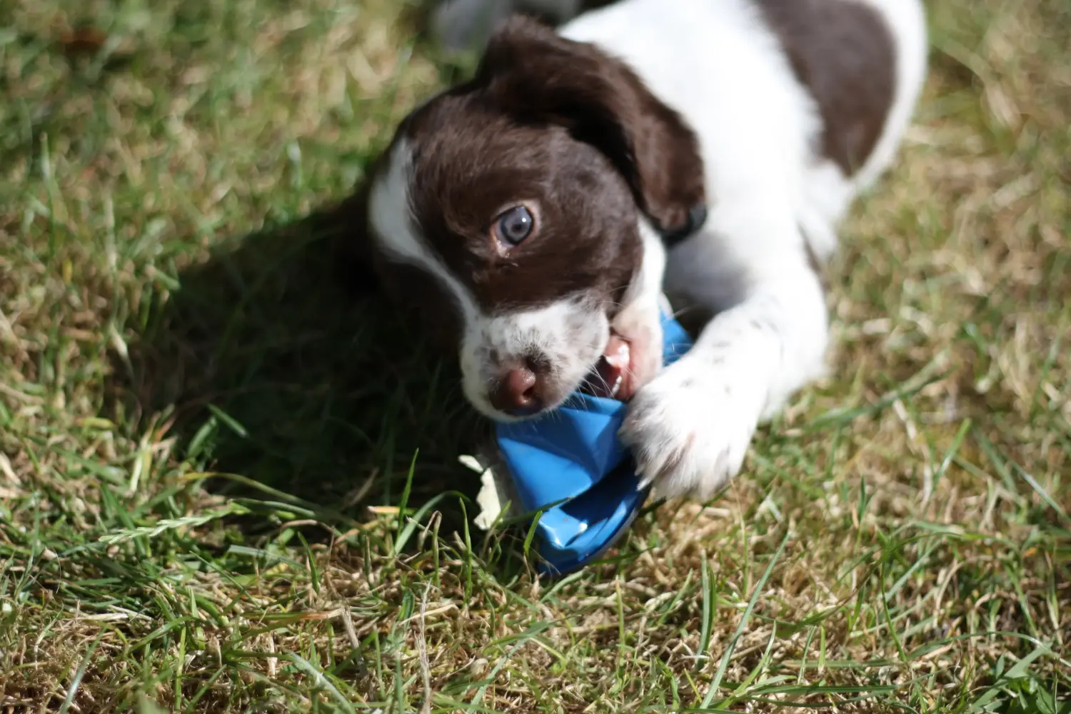 Einen English Springer Spaniel Welpen zu kaufen, bedeutet Verantwortung zu übernehmen! English Springer Spaniel Welpen kaufen.