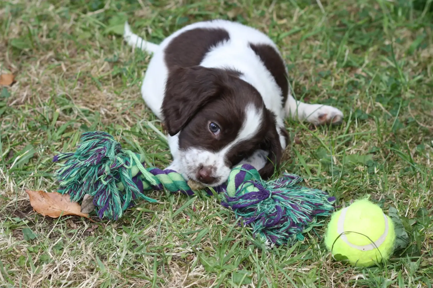 Einen English Springer Spaniel Welpen zu kaufen, bedeutet Verantwortung zu übernehmen! English Springer Spaniel Welpen kaufen.