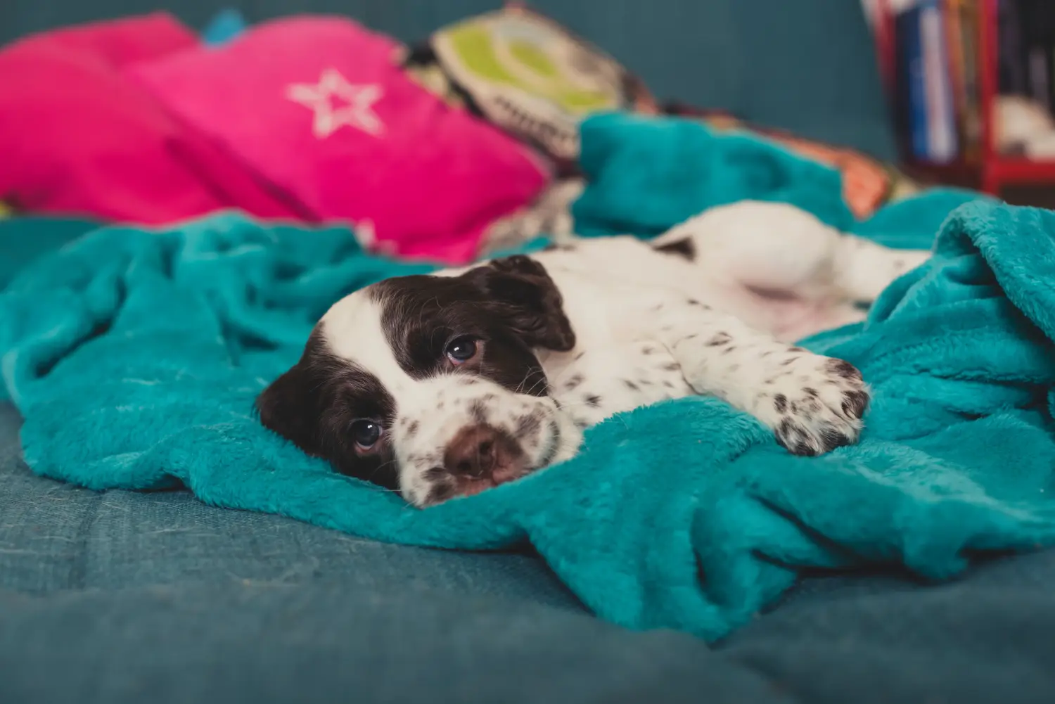 Einen English Springer Spaniel Welpen zu kaufen, bedeutet Verantwortung zu übernehmen! English Springer Spaniel Welpen kaufen.