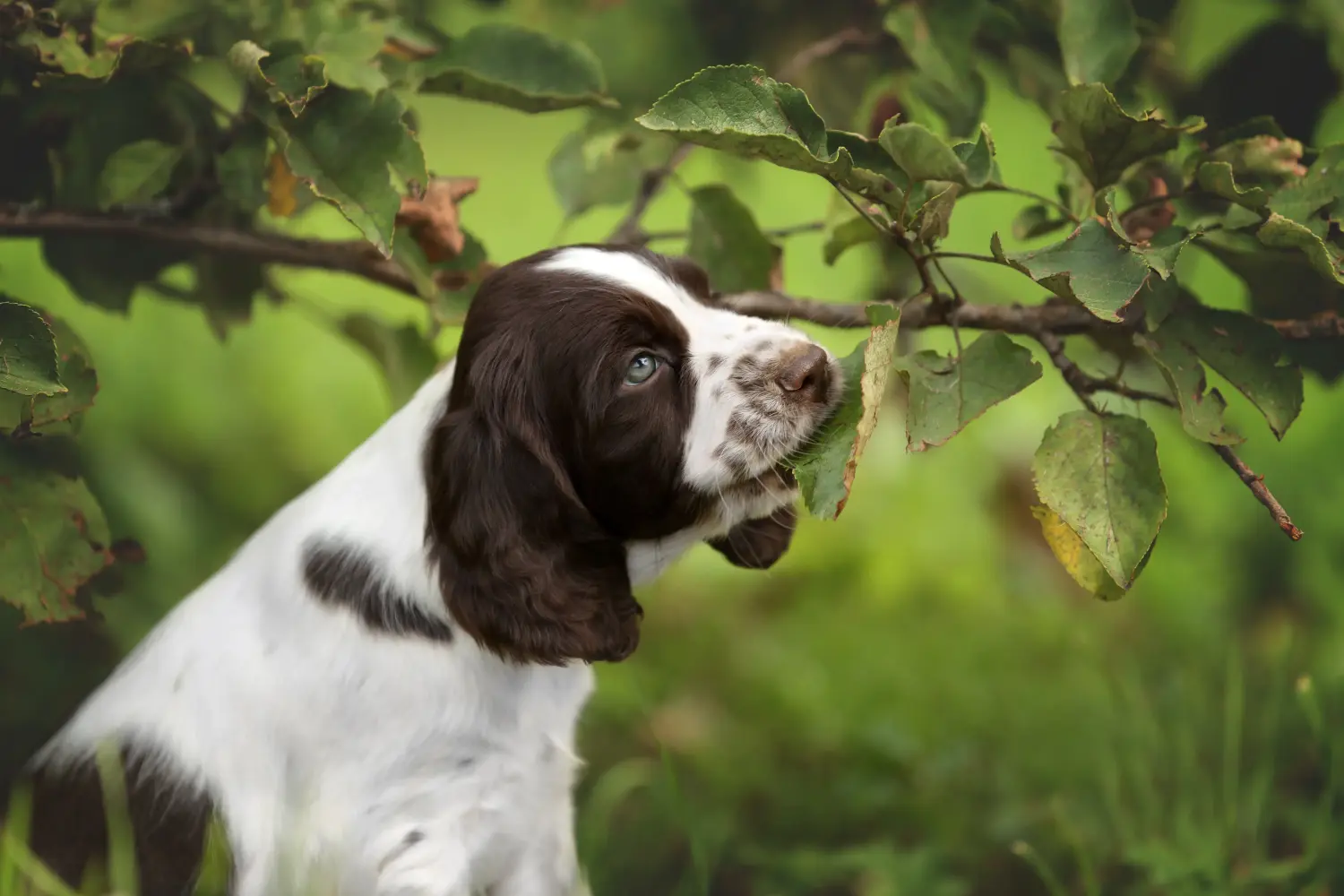 Einen English Springer Spaniel Welpen zu kaufen, bedeutet Verantwortung zu übernehmen! English Springer Spaniel Welpen kaufen.