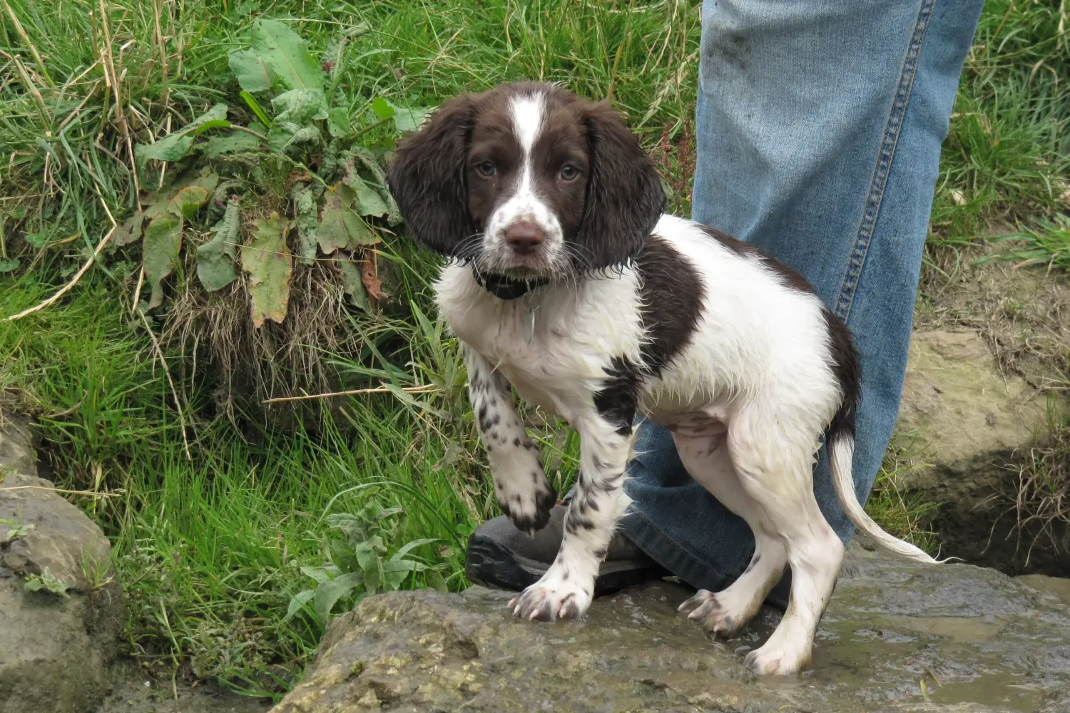 Einen English Springer Spaniel Welpen zu kaufen, bedeutet Verantwortung zu übernehmen! English Springer Spaniel Welpen kaufen.