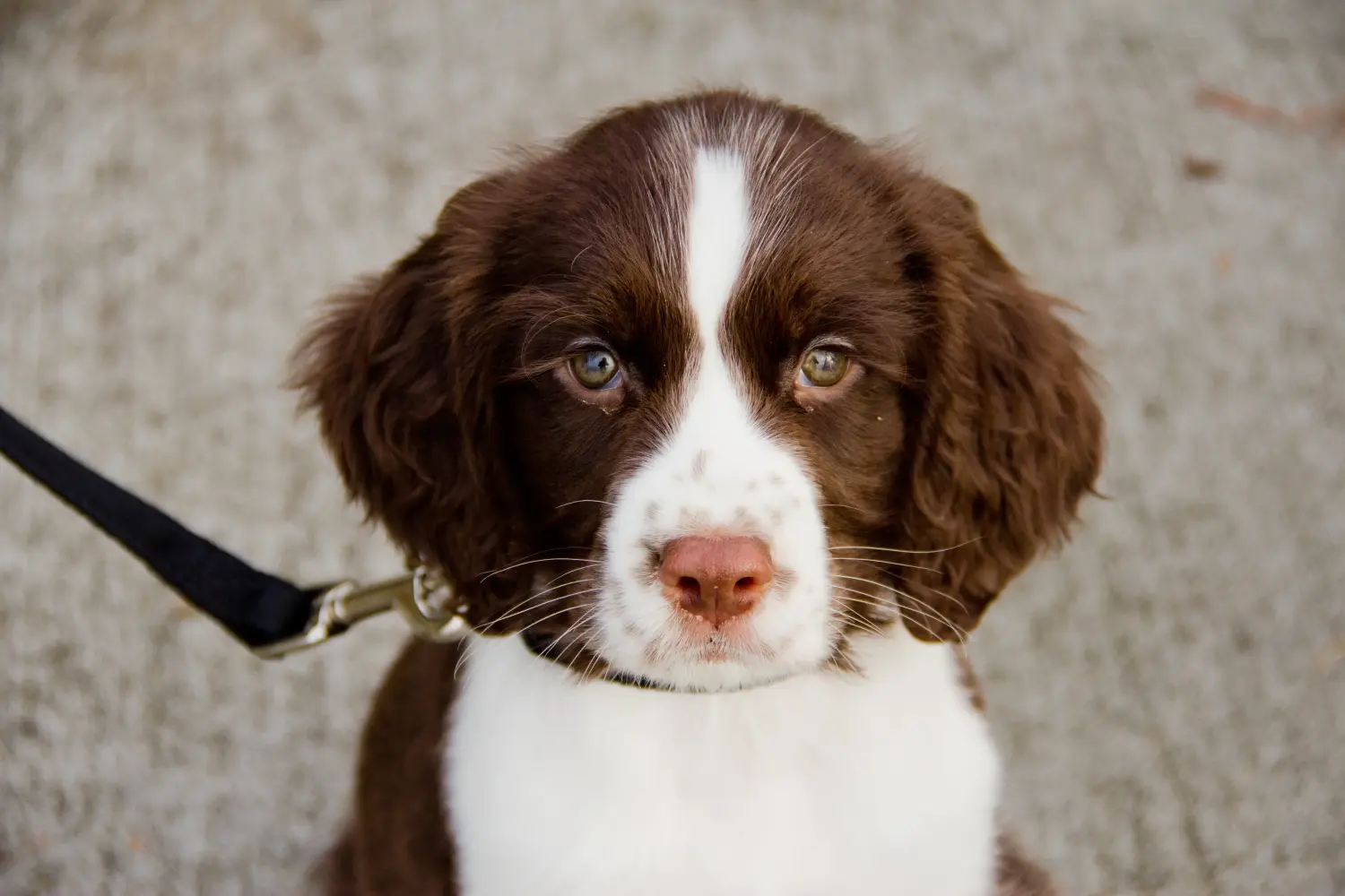 Einen English Springer Spaniel Welpen zu kaufen, bedeutet Verantwortung zu übernehmen! English Springer Spaniel Welpen kaufen.