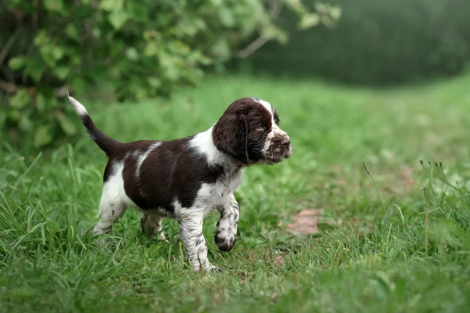 Einen English Springer Spaniel Welpen zu kaufen, bedeutet Verantwortung zu übernehmen! English Springer Spaniel Welpen kaufen.