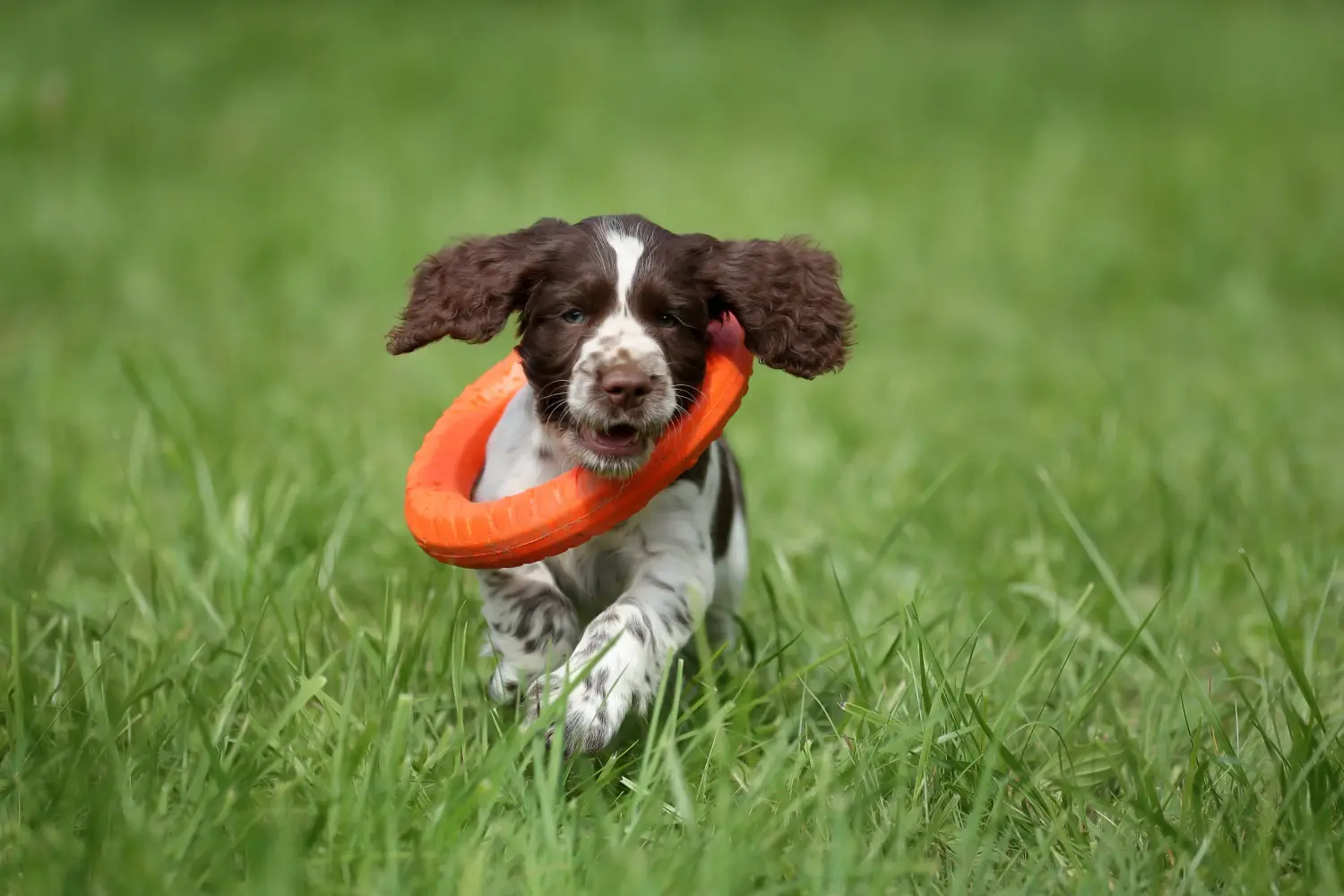Einen English Springer Spaniel Welpen zu kaufen, bedeutet Verantwortung zu übernehmen! English Springer Spaniel Welpen kaufen.