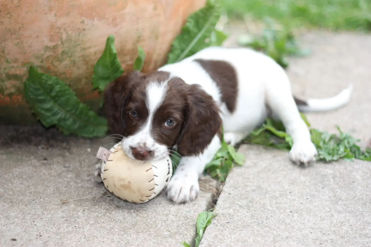 Einen English Springer Spaniel Welpen zu kaufen, bedeutet Verantwortung zu übernehmen! English Springer Spaniel Welpen kaufen.