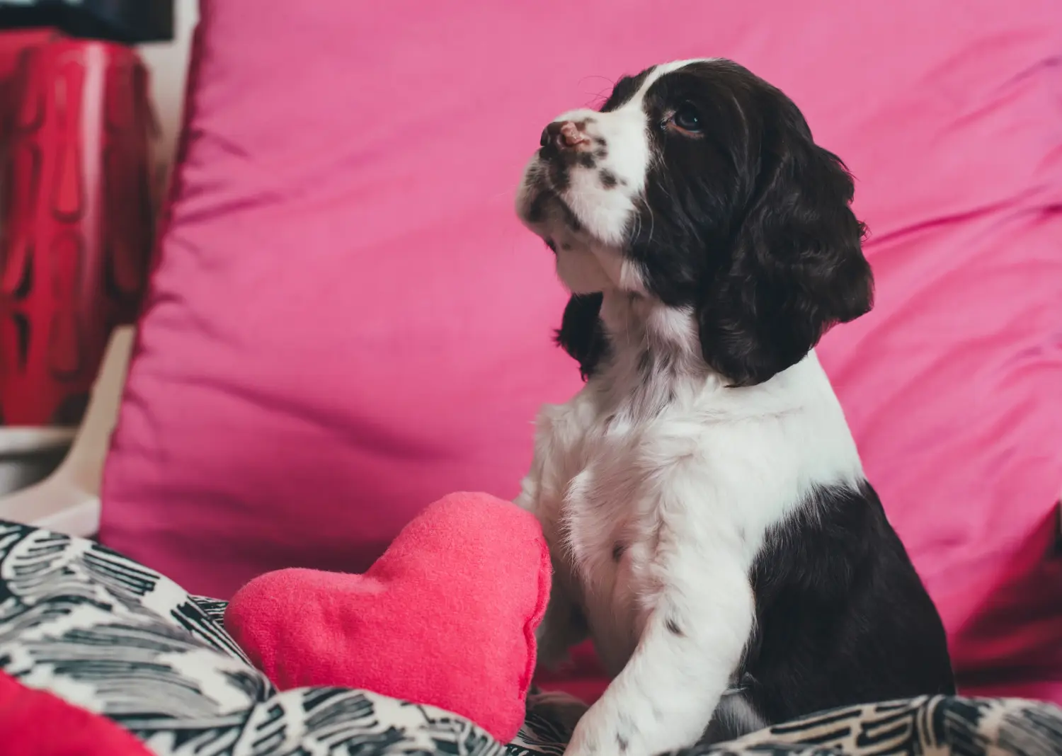 Einen English Springer Spaniel Welpen zu kaufen, bedeutet Verantwortung zu übernehmen! English Springer Spaniel Welpen kaufen.