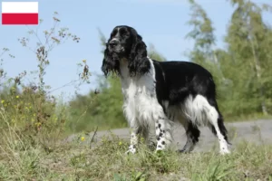 Mehr über den Artikel erfahren English Springer Spaniel Züchter und Welpen in Polen