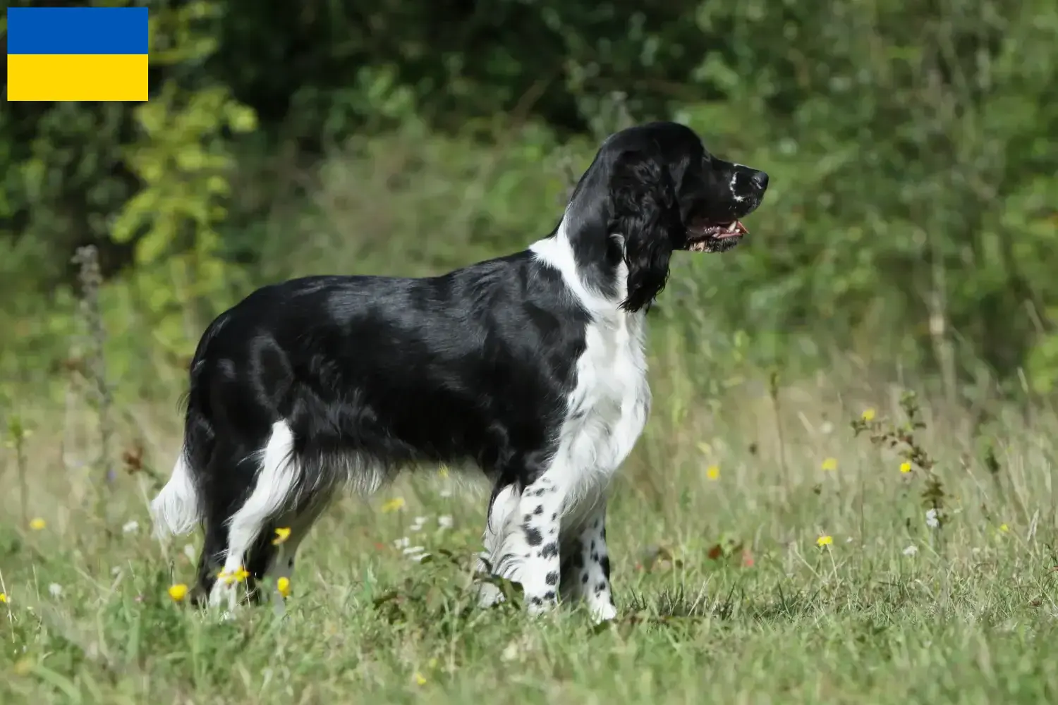 English Springer Spaniel Welpen und Züchter Ukraine Hier findest Du English Springer Spaniels Züchter in der Ukraine.