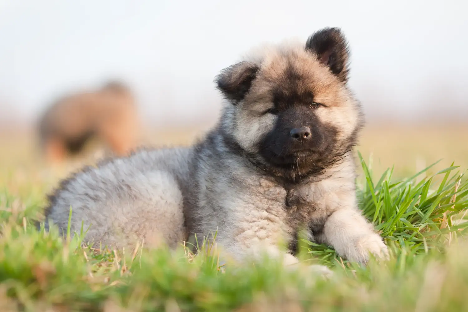 Einen Eurasier Welpen zu kaufen, bedeutet Verantwortung zu übernehmen! Eurasier Welpen kaufen.