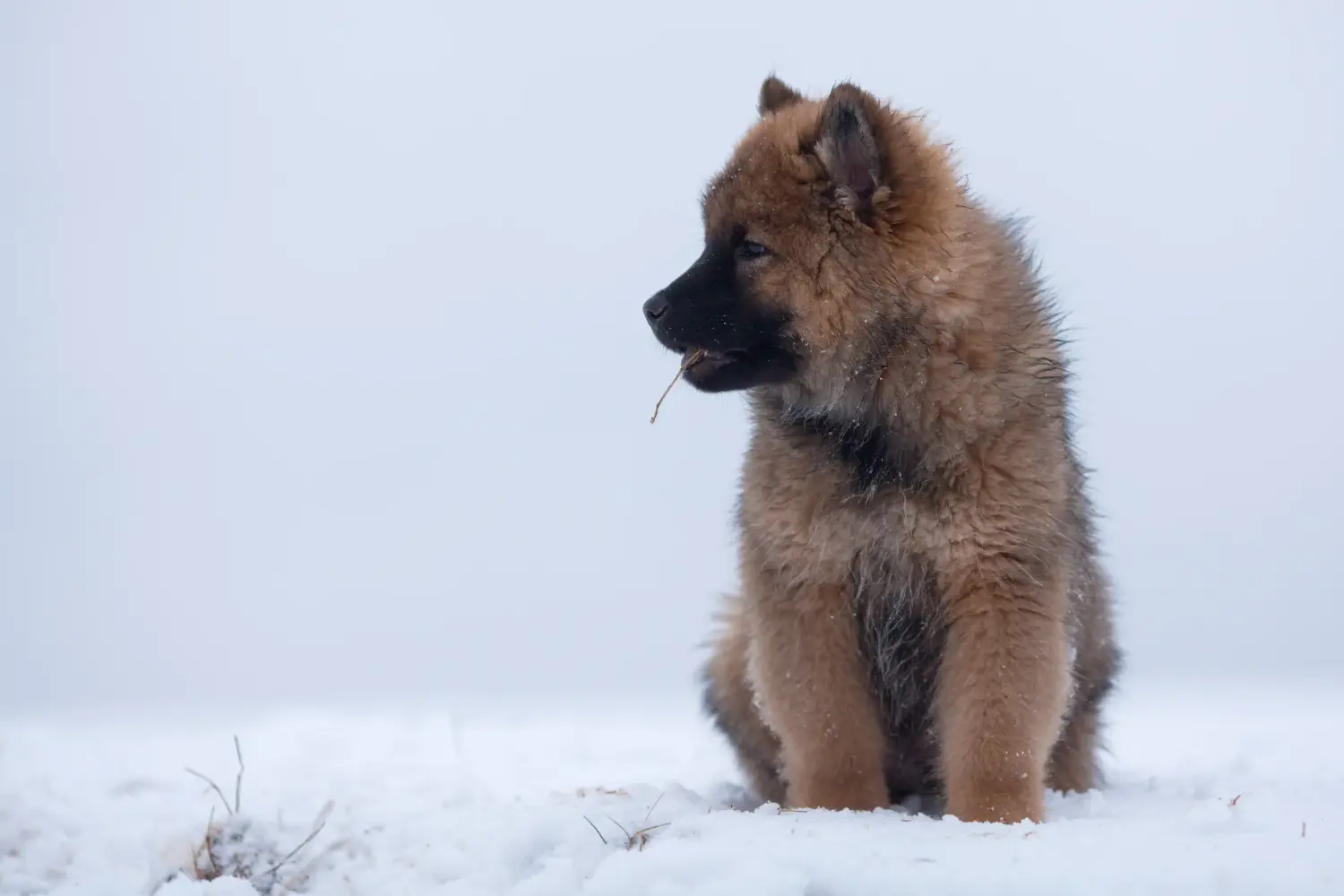 Einen Eurasier Welpen zu kaufen, bedeutet Verantwortung zu übernehmen! Eurasier Welpen kaufen.