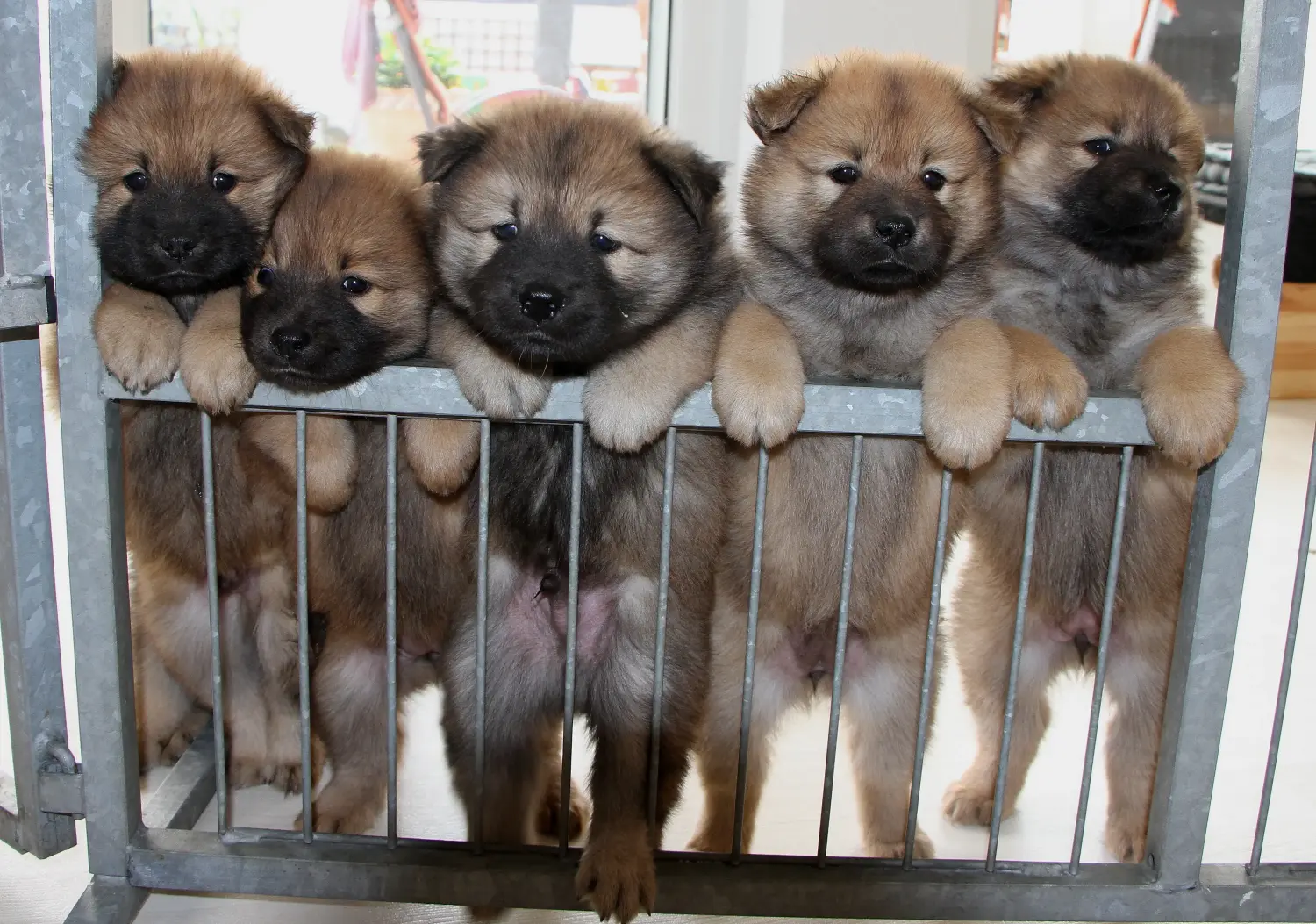 Einen Eurasier Welpen zu kaufen, bedeutet Verantwortung zu übernehmen! Eurasier Welpen kaufen.