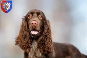 Mehr über den Artikel erfahren Field Spaniel Züchter und Welpen in Pays de la Loire