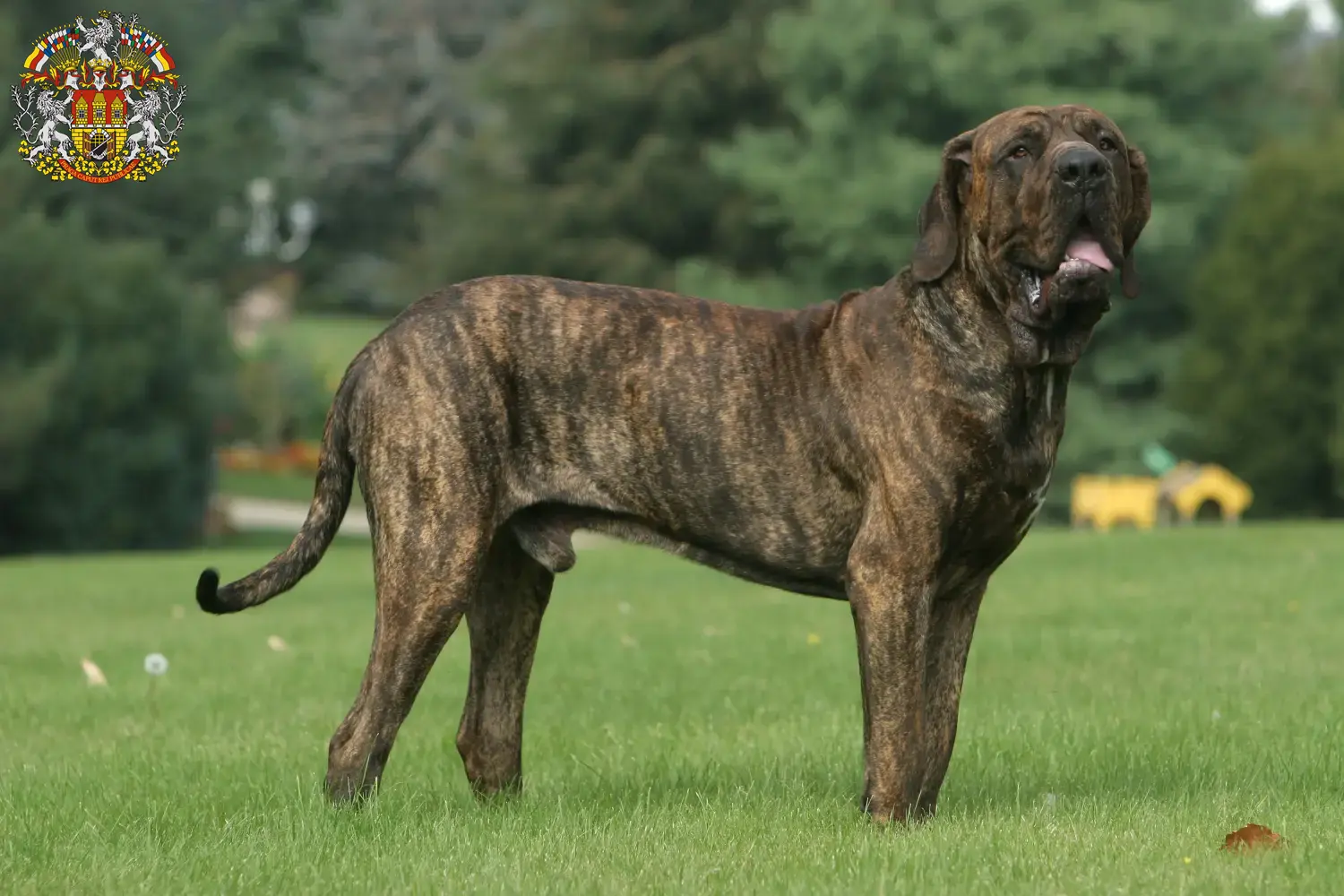 Fila Brasileiro Welpen und Züchter Prag Hier findest Du Fila Brasileiros Züchter in Prag.