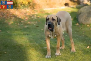 Mehr über den Artikel erfahren Fila Brasileiro Züchter und Welpen in Südmähren