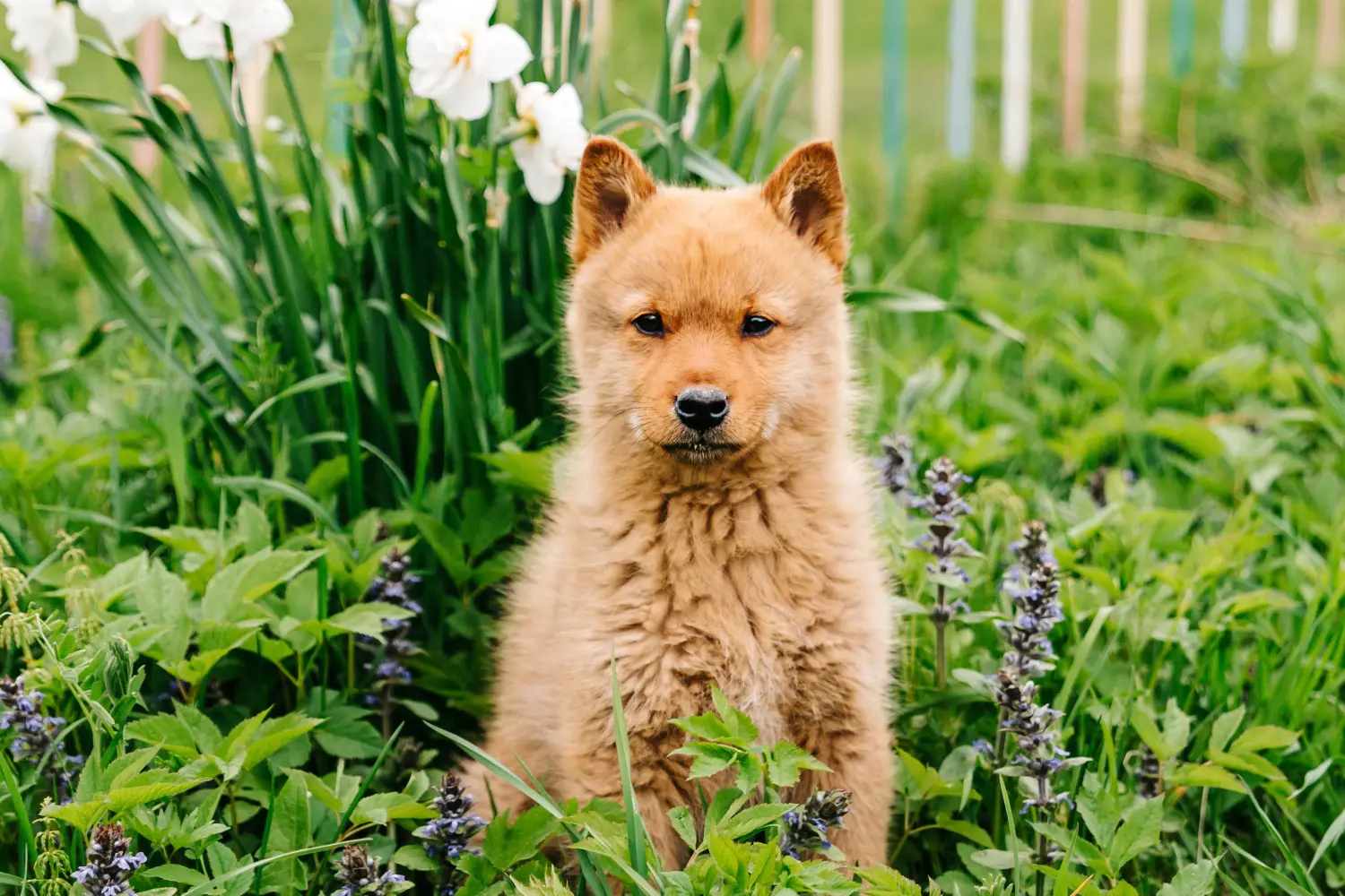 Einen Finnenspitz Welpen zu kaufen, bedeutet Verantwortung zu übernehmen! Finnenspitz Welpen kaufen.