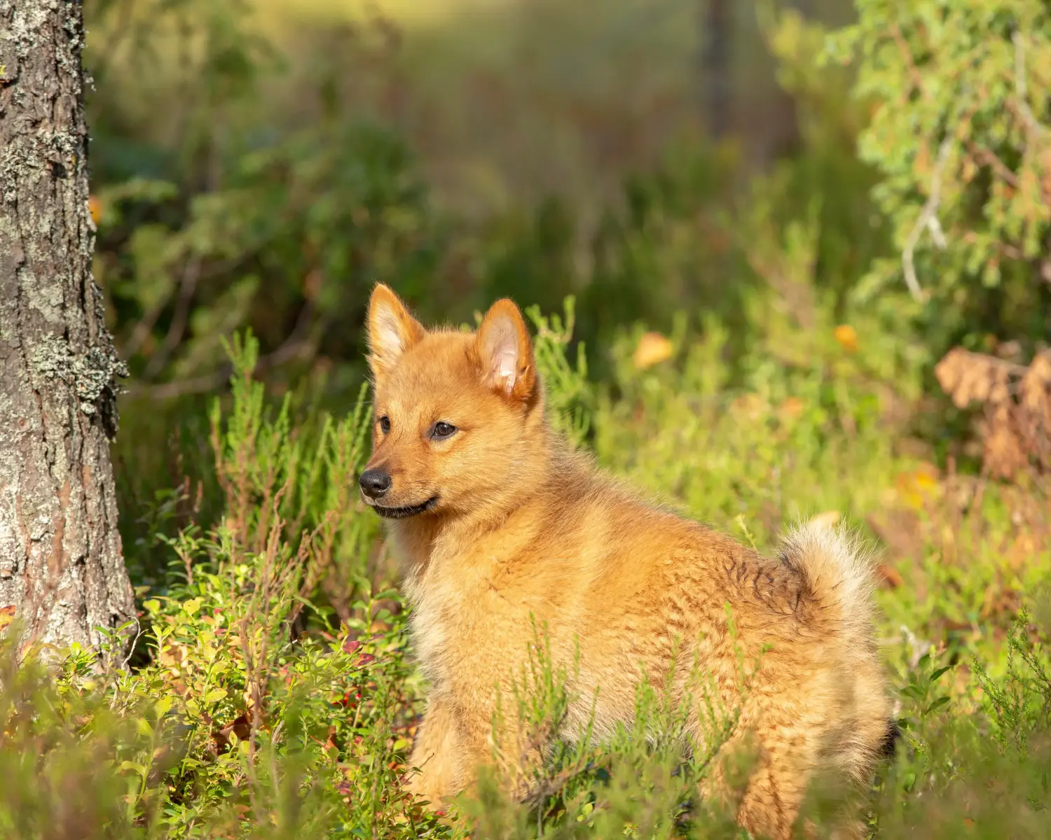 Einen Finnenspitz Welpen zu kaufen, bedeutet Verantwortung zu übernehmen! Finnenspitz Welpen kaufen.