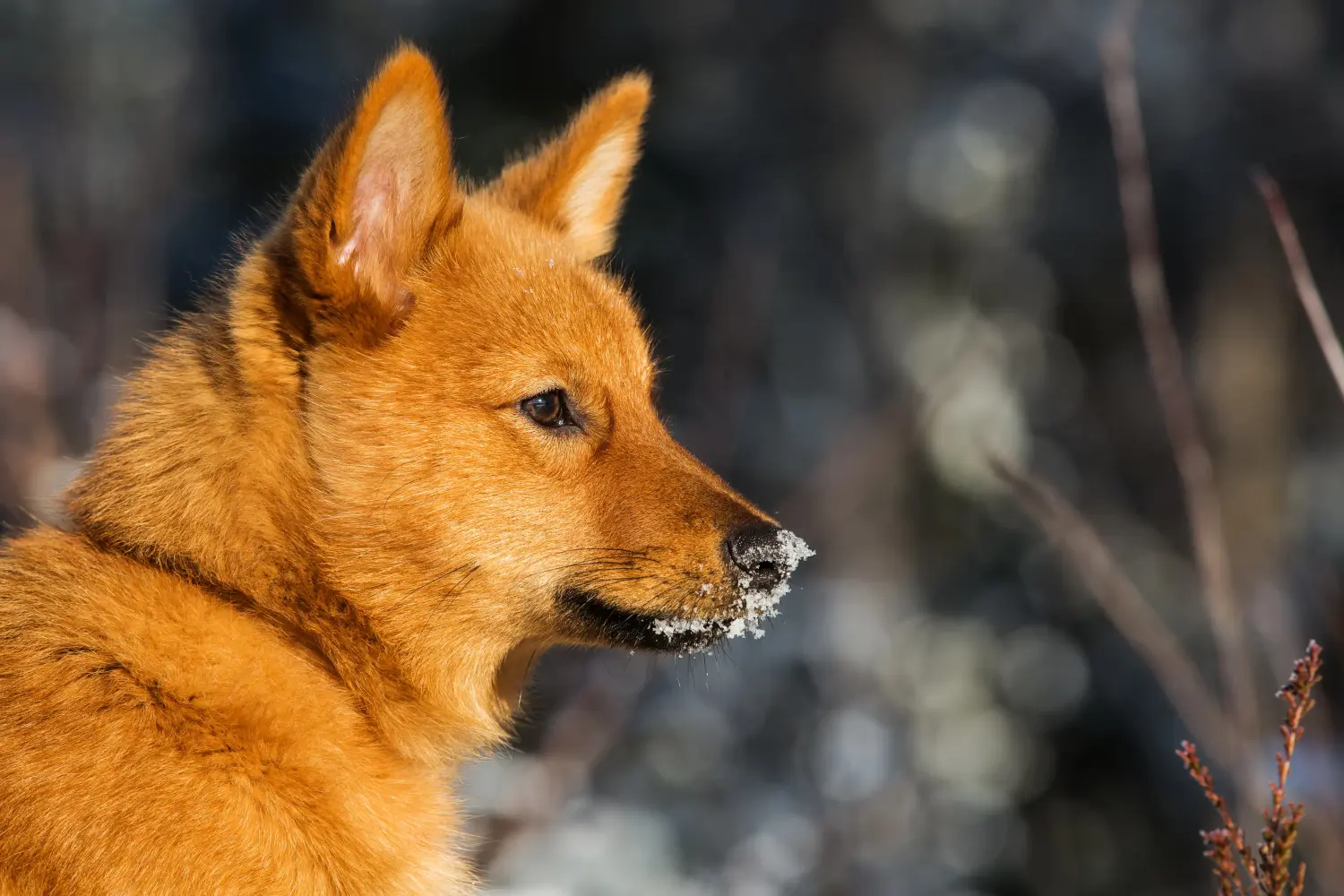 Einen Finnenspitz Welpen zu kaufen, bedeutet Verantwortung zu übernehmen! Finnenspitz Welpen kaufen.