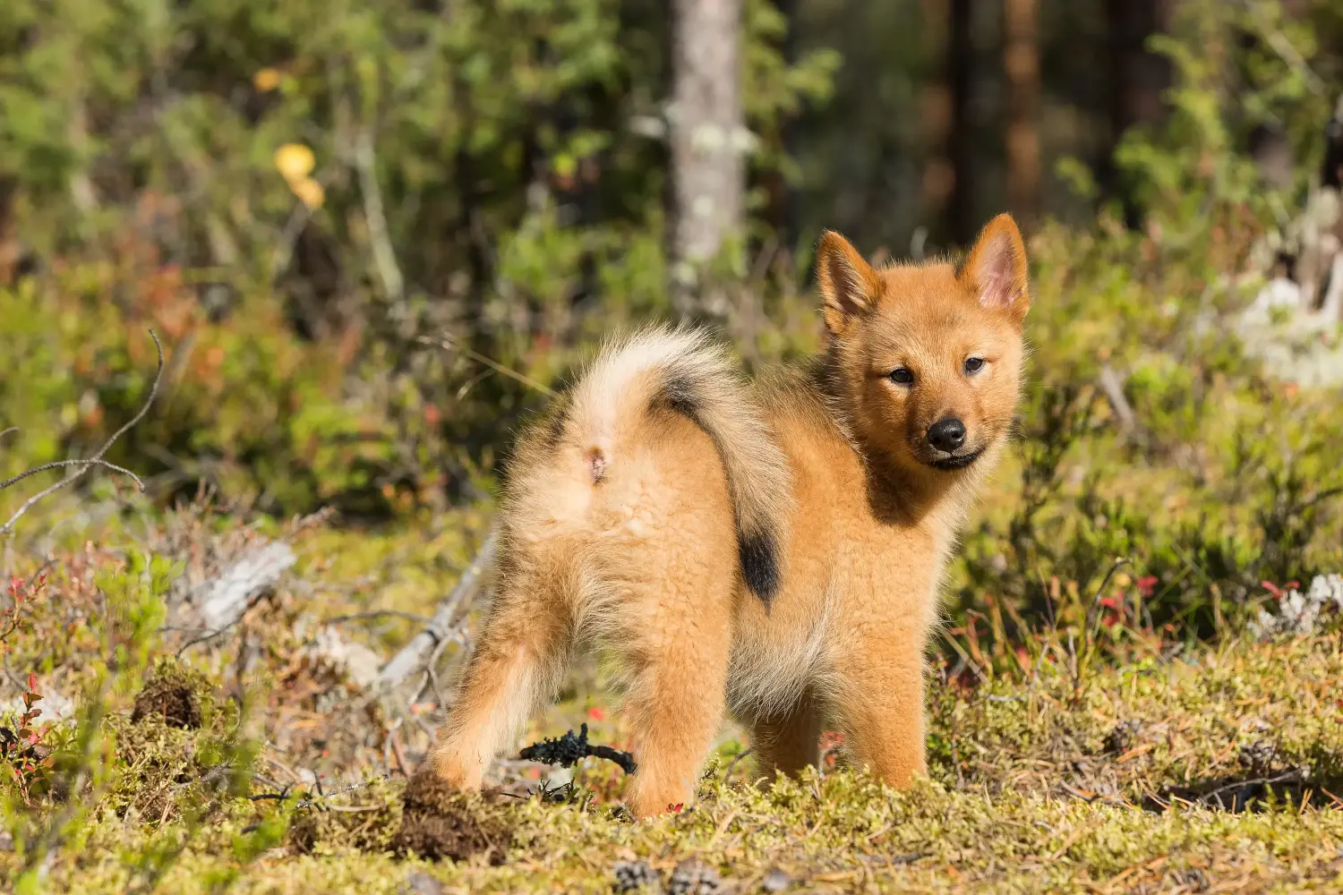 Einen Finnenspitz Welpen zu kaufen, bedeutet Verantwortung zu übernehmen! Finnenspitz Welpen kaufen.