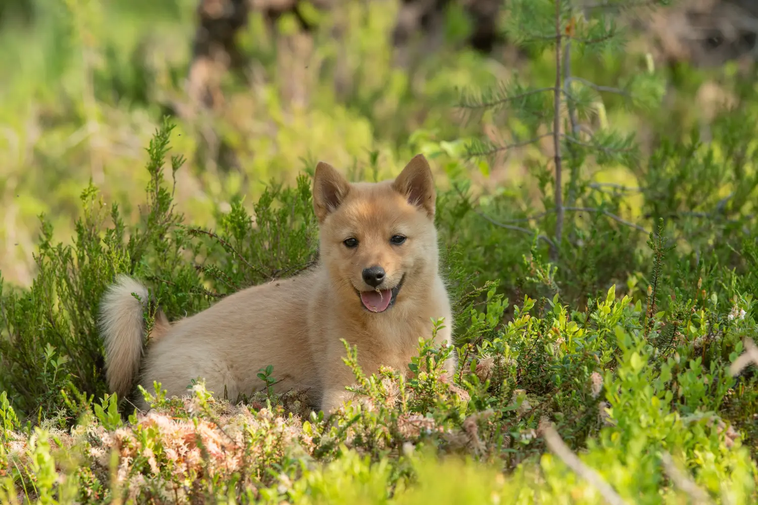 Einen Finnenspitz Welpen zu kaufen, bedeutet Verantwortung zu übernehmen! Finnenspitz Welpen kaufen.