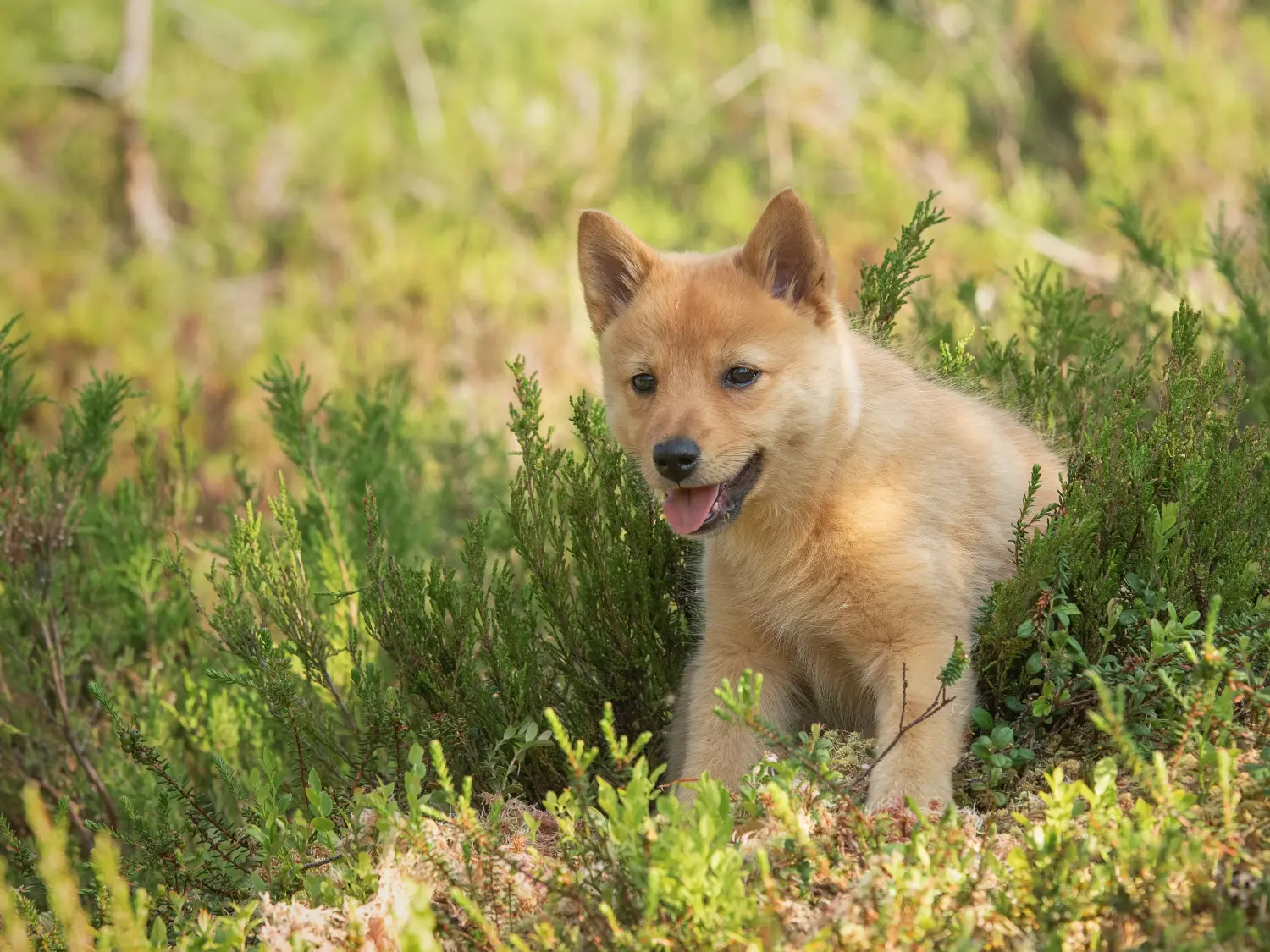 Einen Finnenspitz Welpen zu kaufen, bedeutet Verantwortung zu übernehmen! Finnenspitz Welpen kaufen.