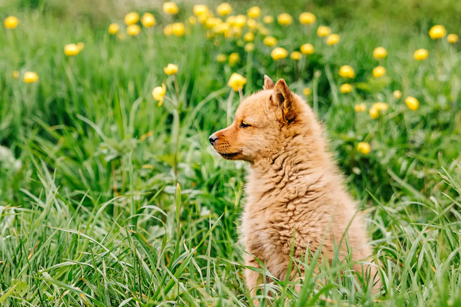 Einen Finnenspitz Welpen zu kaufen, bedeutet Verantwortung zu übernehmen! Finnenspitz Welpen kaufen.