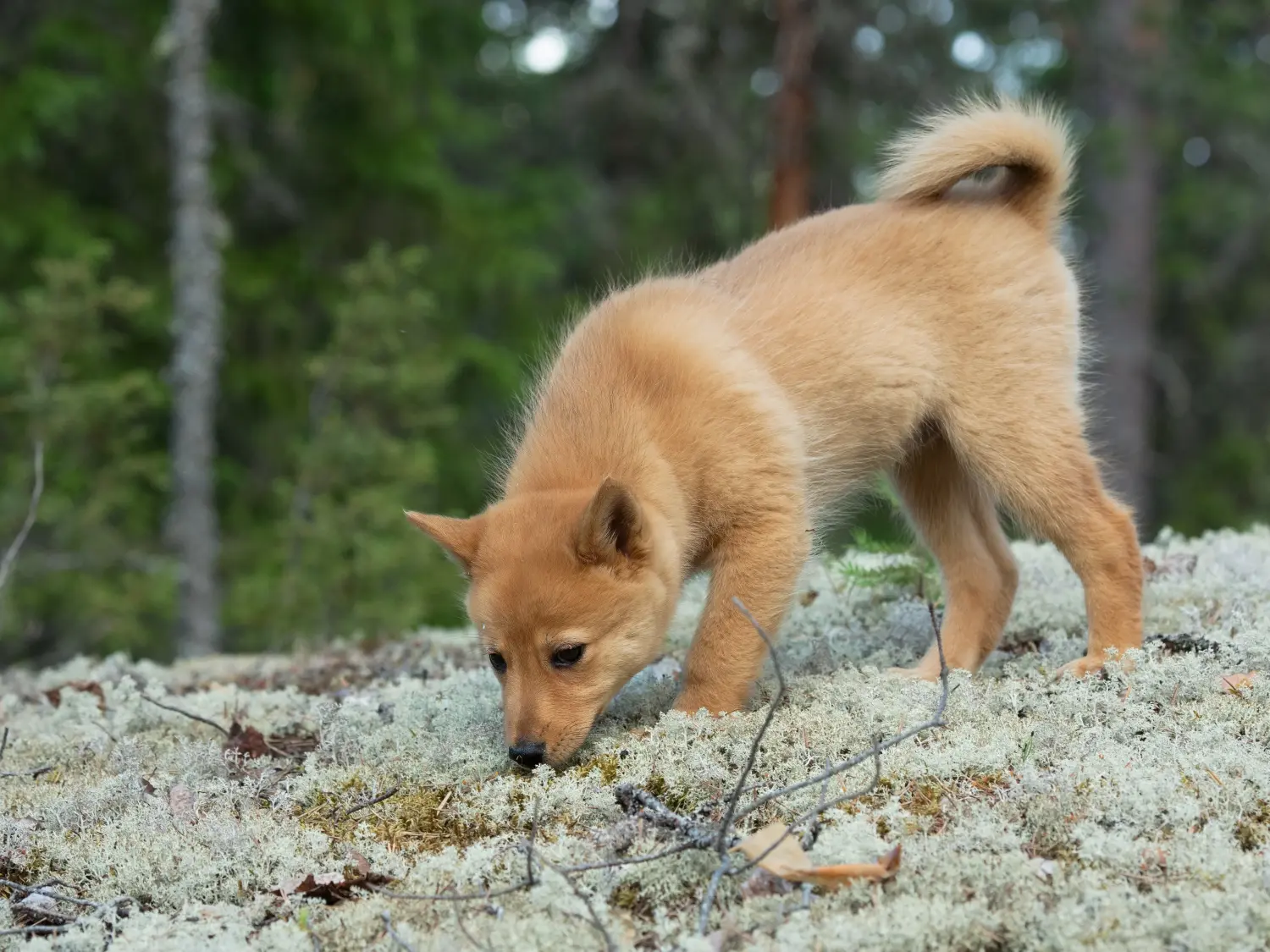 Einen Finnenspitz Welpen zu kaufen, bedeutet Verantwortung zu übernehmen! Finnenspitz Welpen kaufen.