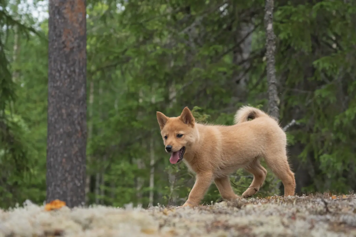 Einen Finnenspitz Welpen zu kaufen, bedeutet Verantwortung zu übernehmen! Finnenspitz Welpen kaufen.