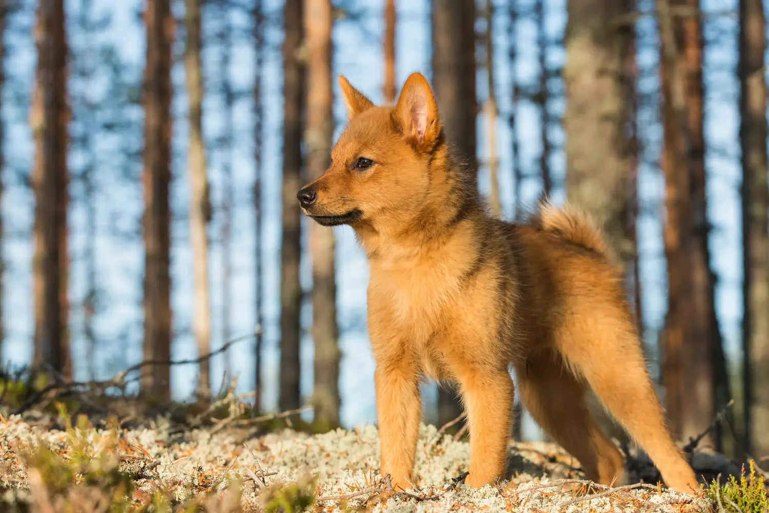 Einen Finnenspitz Welpen zu kaufen, bedeutet Verantwortung zu übernehmen! Finnenspitz Welpen kaufen.