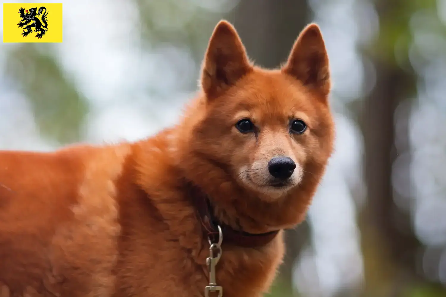 Finnenspitz Welpen und Züchter Flandern Hier findest Du Finnenspitze Züchter in Flandern.