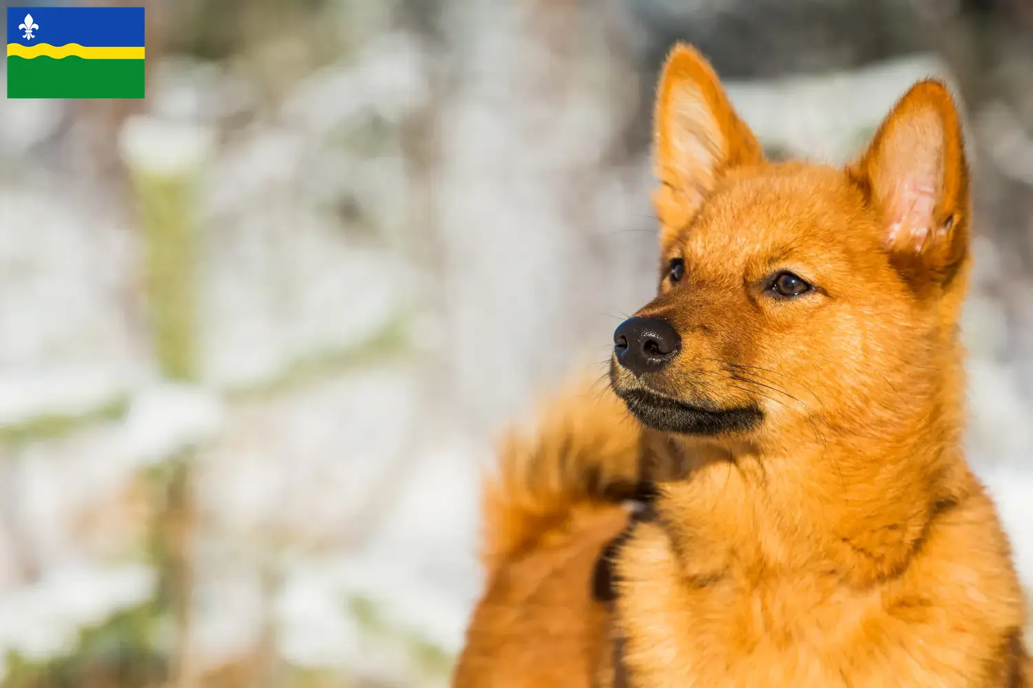 Finnenspitz Welpen und Züchter Flevoland Hier findest Du Finnenspitze Züchter in Flevoland.