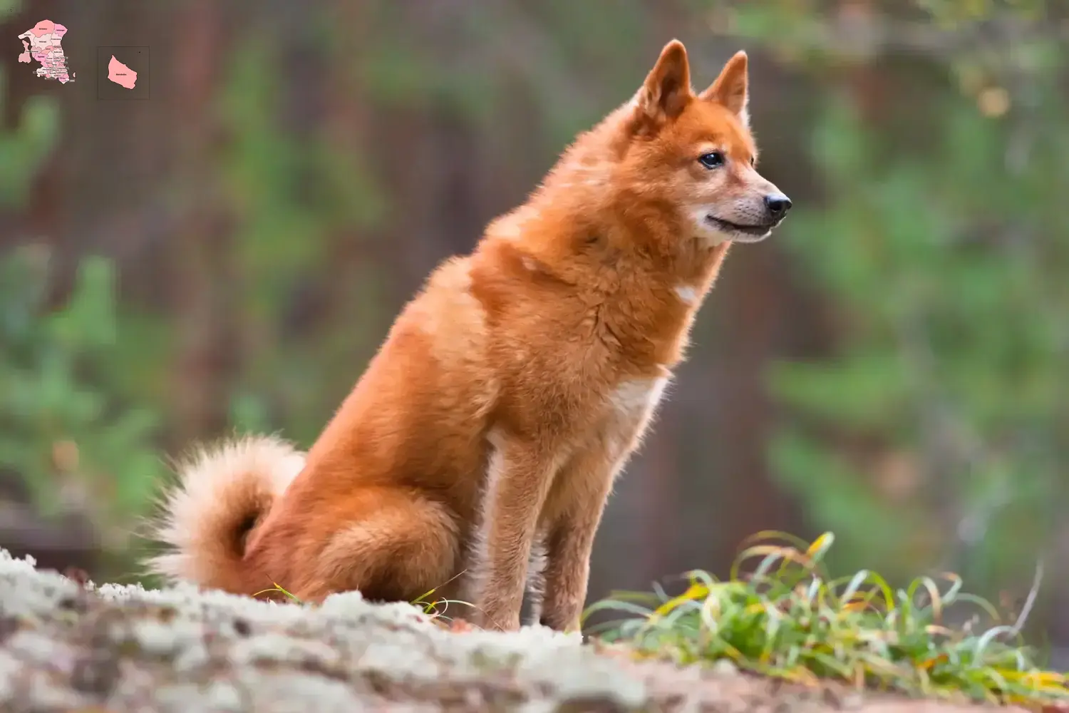 Finnenspitz Welpen und Züchter Hovedstaden Hier findest Du Finnenspitze Züchter in Hovedstaden.