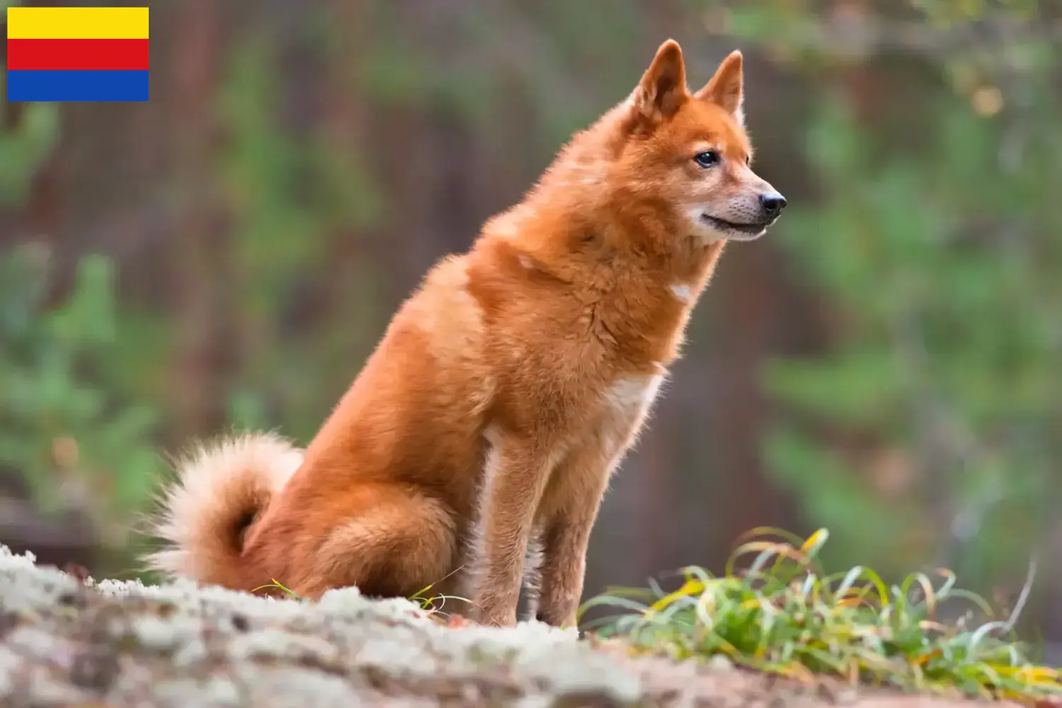 Finnenspitz Welpen und Züchter Nordholland Hier findest Du Finnenspitze Züchter in Nordholland.