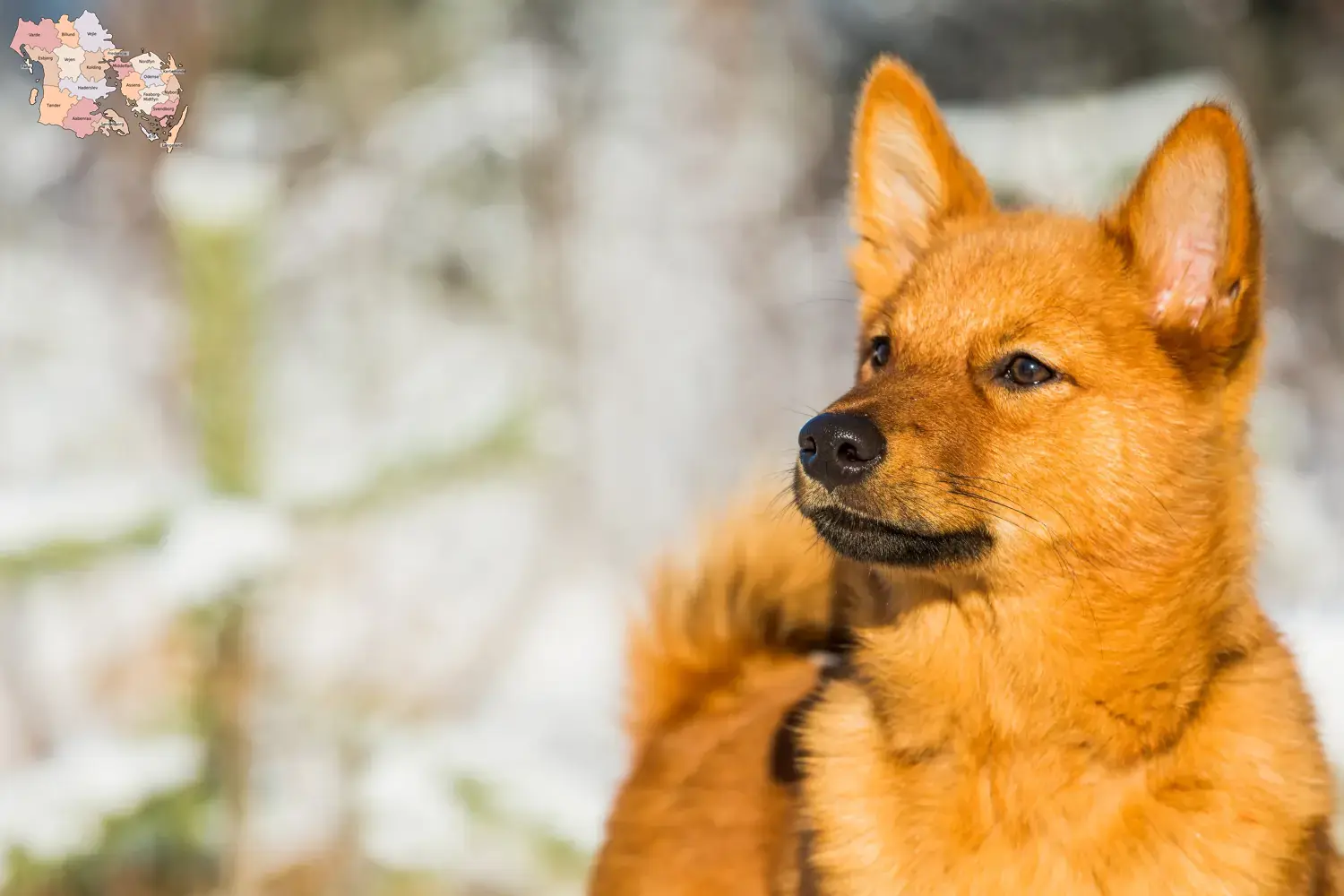 Finnenspitz Welpen und Züchter Syddanmark Hier findest Du Finnenspitze Züchter in Syddanmark.