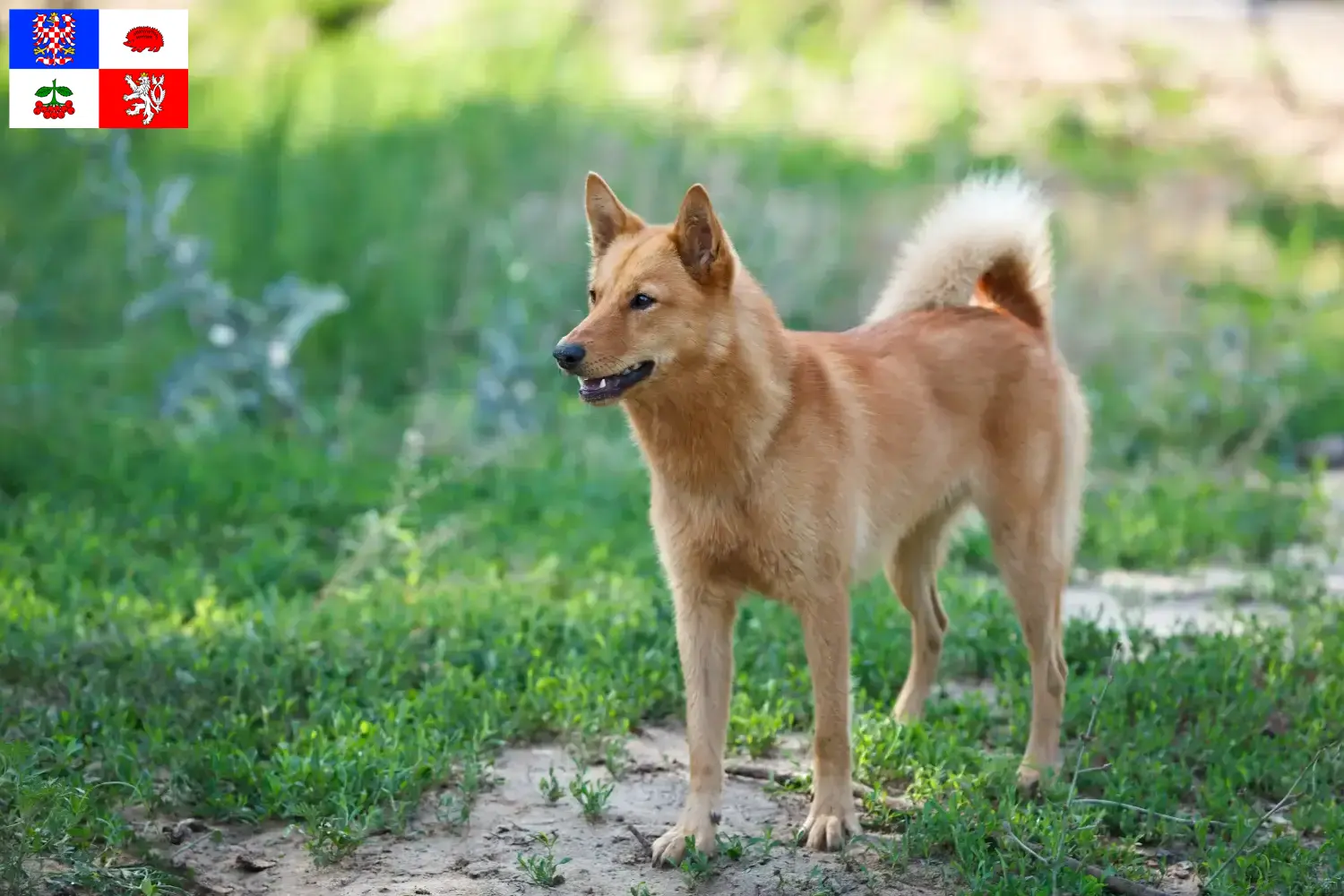 Finnenspitz Welpen und Züchter Vysočina Hier findest Du Finnenspitze Züchter in Vysočina.