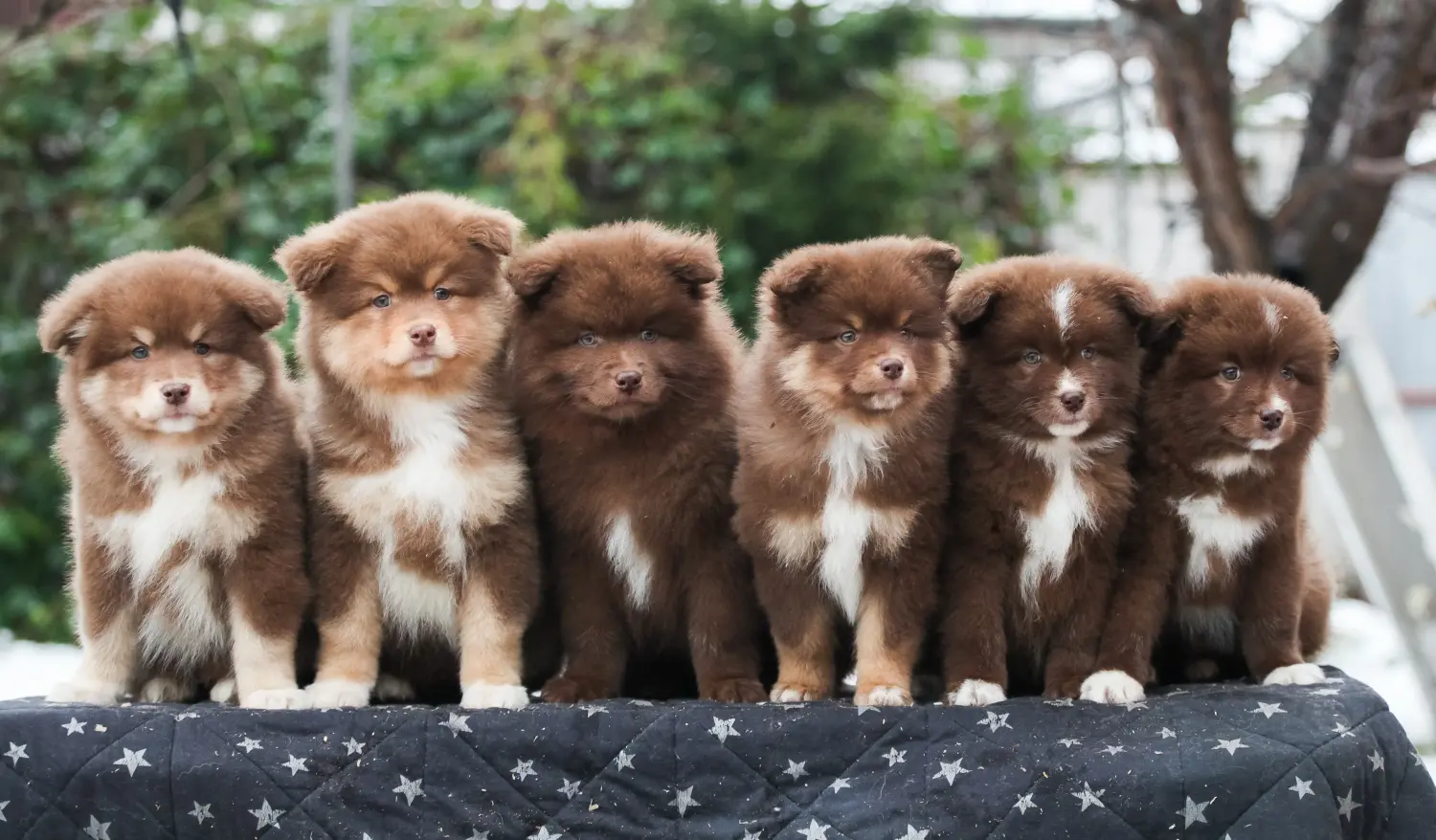 Einen Finnischen Lapphund Welpen zu kaufen, bedeutet Verantwortung zu übernehmen! Finnischer Lapphund Welpen kaufen.
