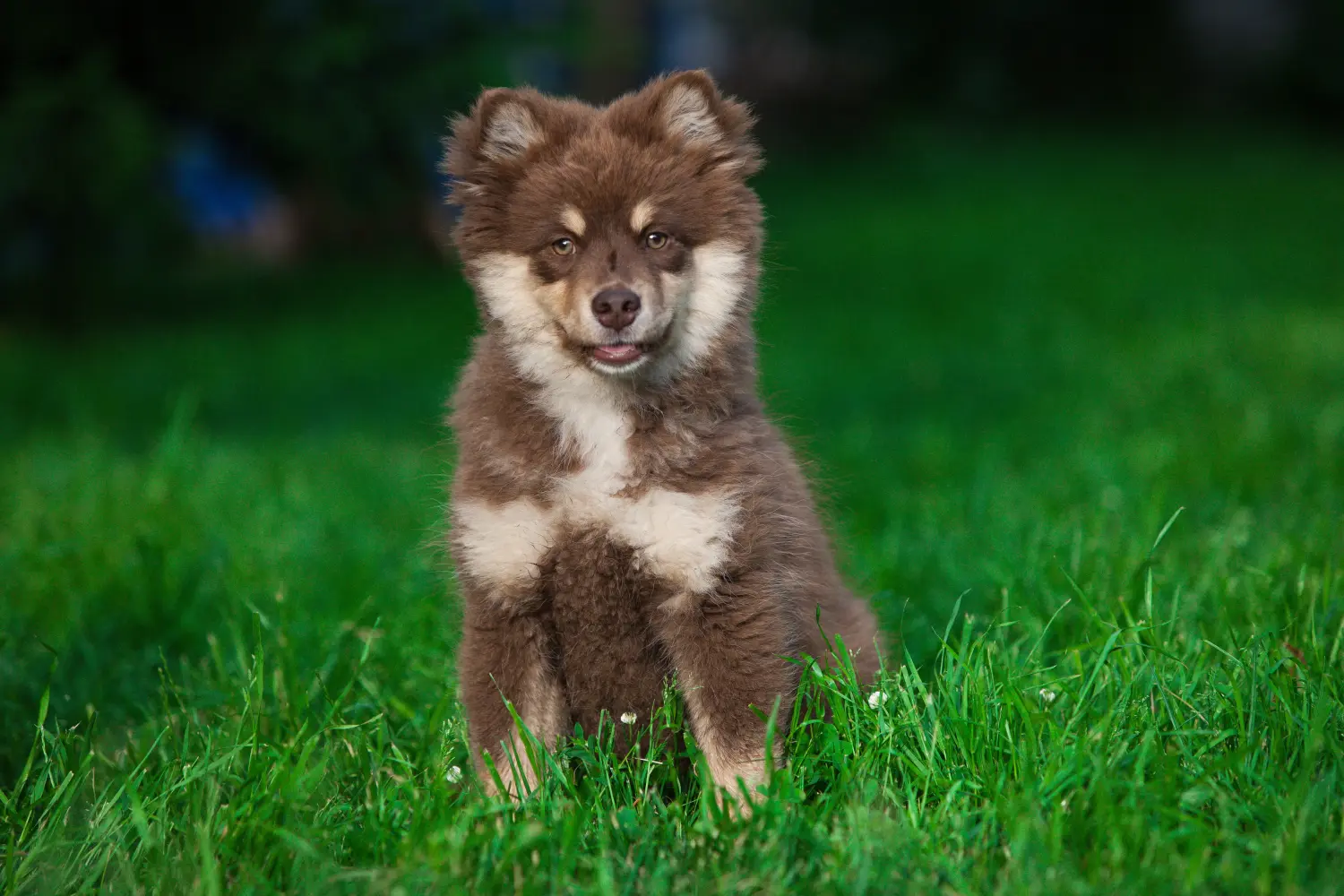 Einen Finnischen Lapphund Welpen zu kaufen, bedeutet Verantwortung zu übernehmen! Finnischer Lapphund Welpen kaufen.