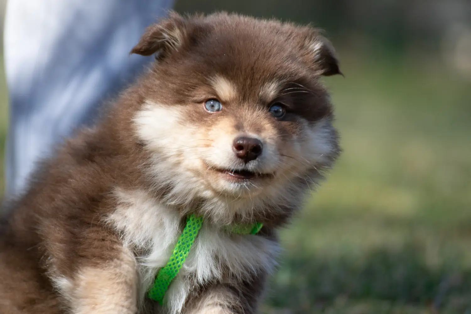 Einen Finnischen Lapphund Welpen zu kaufen, bedeutet Verantwortung zu übernehmen! Finnischer Lapphund Welpen kaufen.