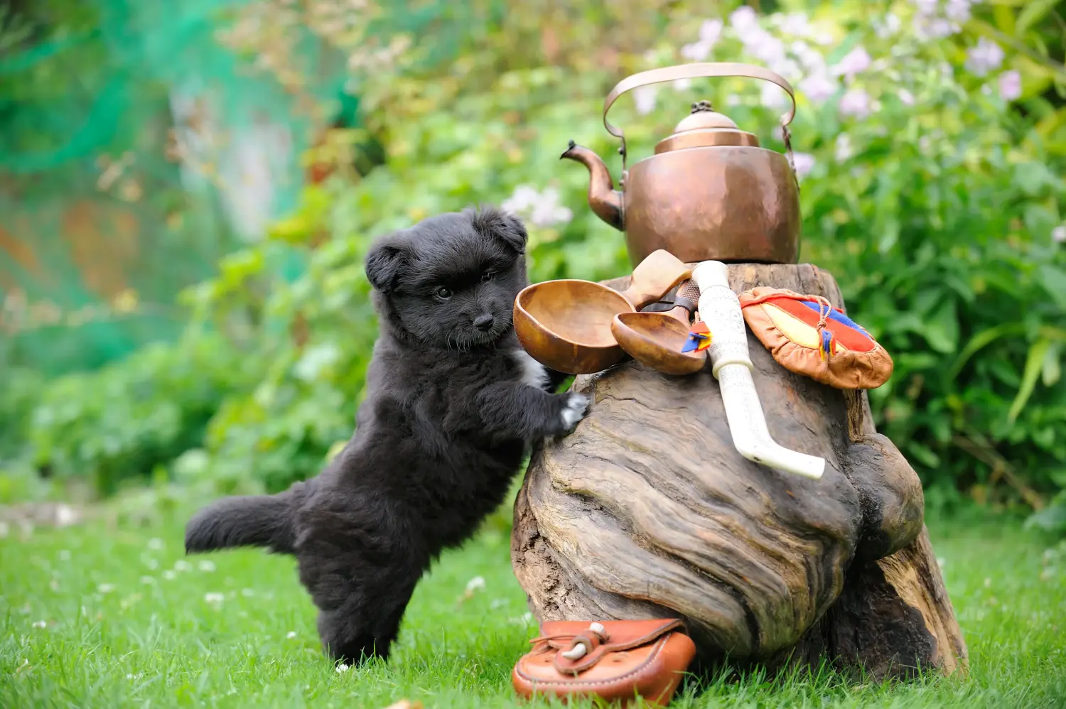 Einen Finnischen Lapphund Welpen zu kaufen, bedeutet Verantwortung zu übernehmen! Finnischer Lapphund Welpen kaufen.