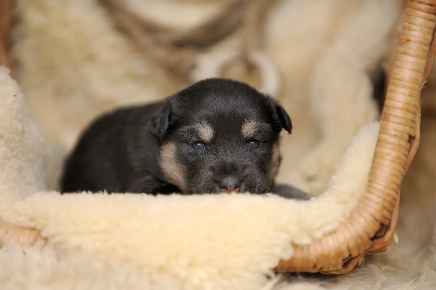 Einen Finnischen Lapphund Welpen zu kaufen, bedeutet Verantwortung zu übernehmen! Finnischer Lapphund Welpen kaufen.