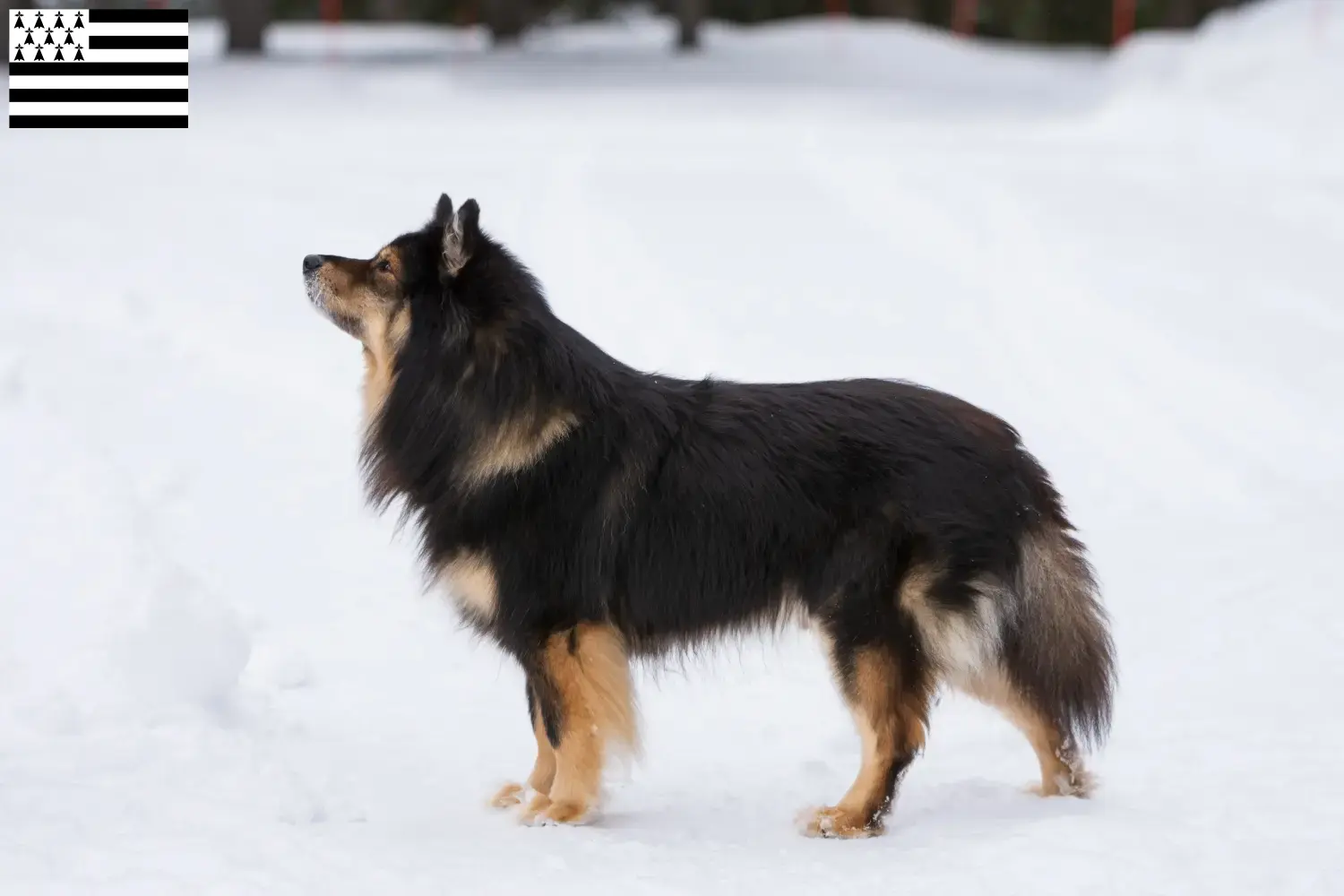 Finnischer Lapphund Welpen und Züchter Bretagne Hier findest Du Finnische Lapphunde Züchter in der Bretagne .