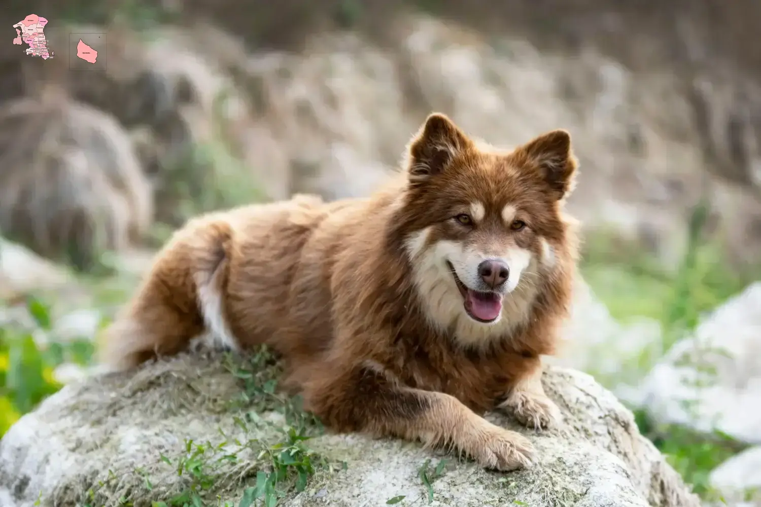 Finnischer Lapphund Welpen und Züchter Hovedstaden Hier findest Du Finnische Lapphunde Züchter in Hovedstaden.