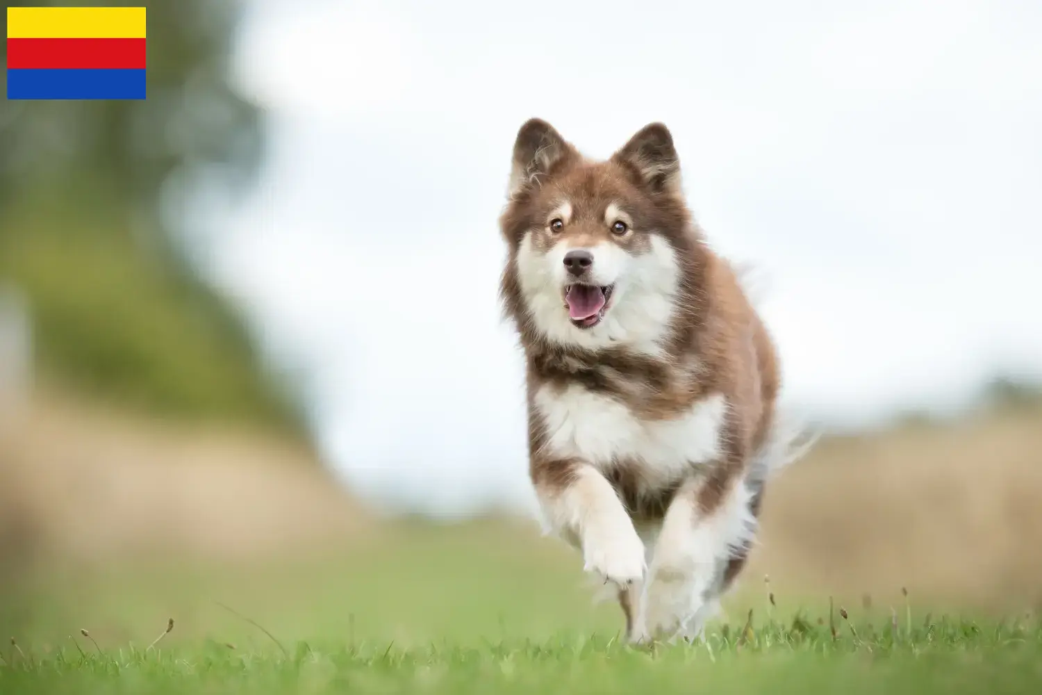 Finnischer Lapphund Welpen und Züchter Nordholland Hier findest Du Finnische Lapphunde Züchter in Nordholland.