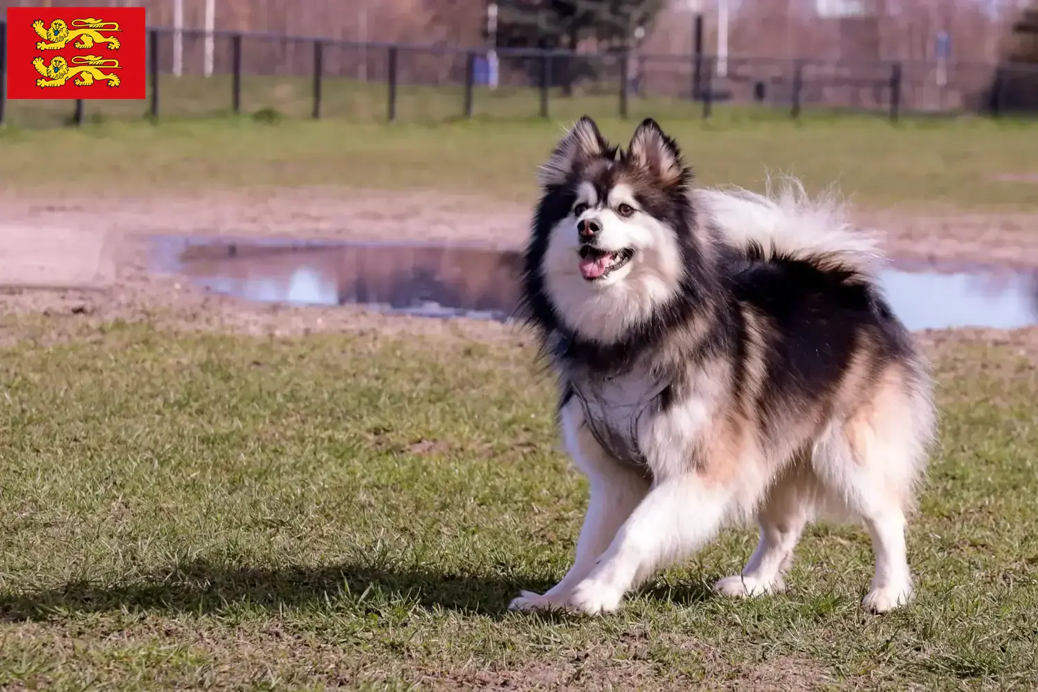 Finnischer Lapphund Welpen und Züchter Normandie Hier findest Du Finnische Lapphunde Züchter in der Normandie.