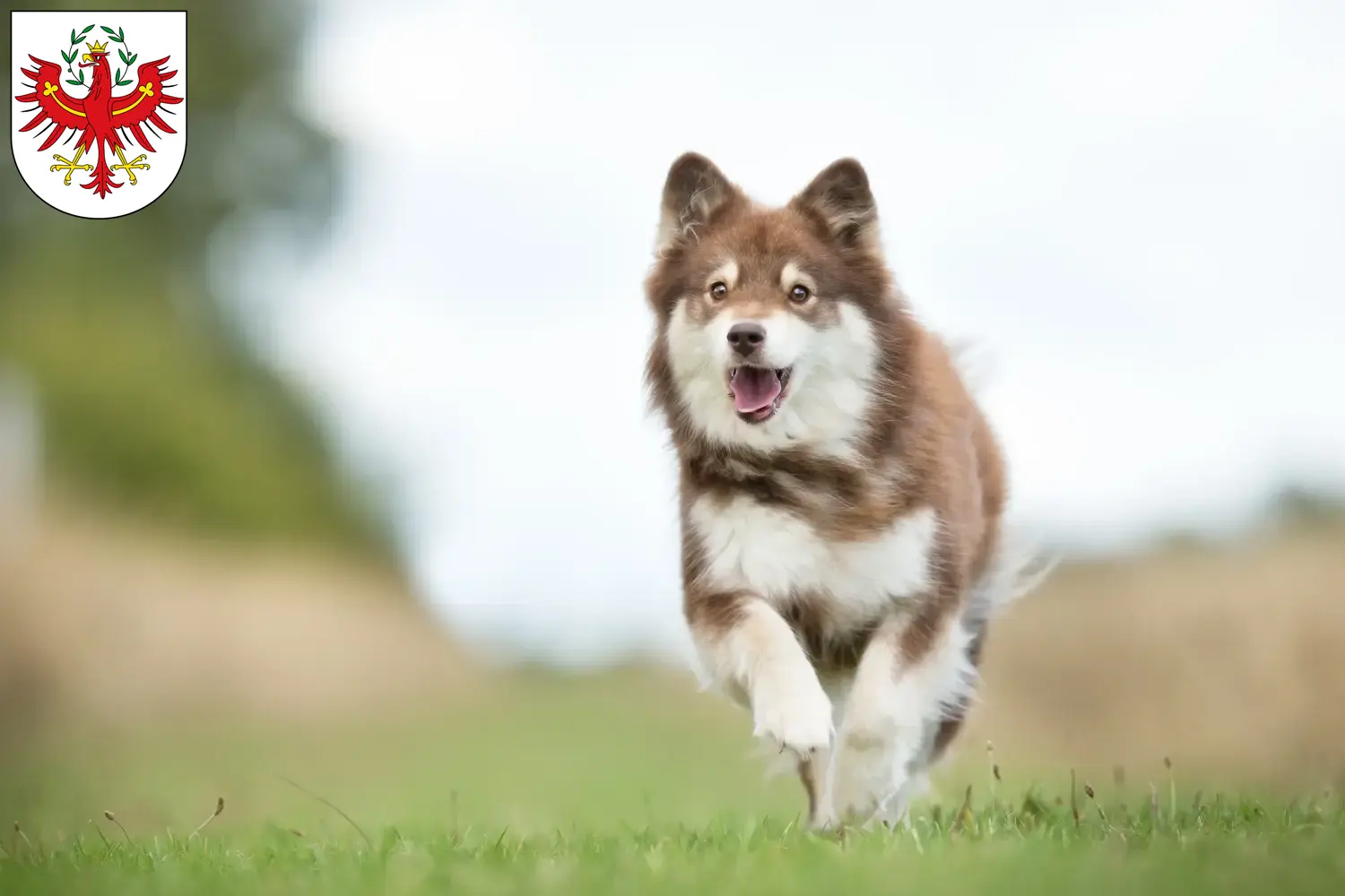 Finnischer Lapphund Welpen und Züchter Tirol Hier findest Du Finnische Lapphunde Züchter in Tirol.