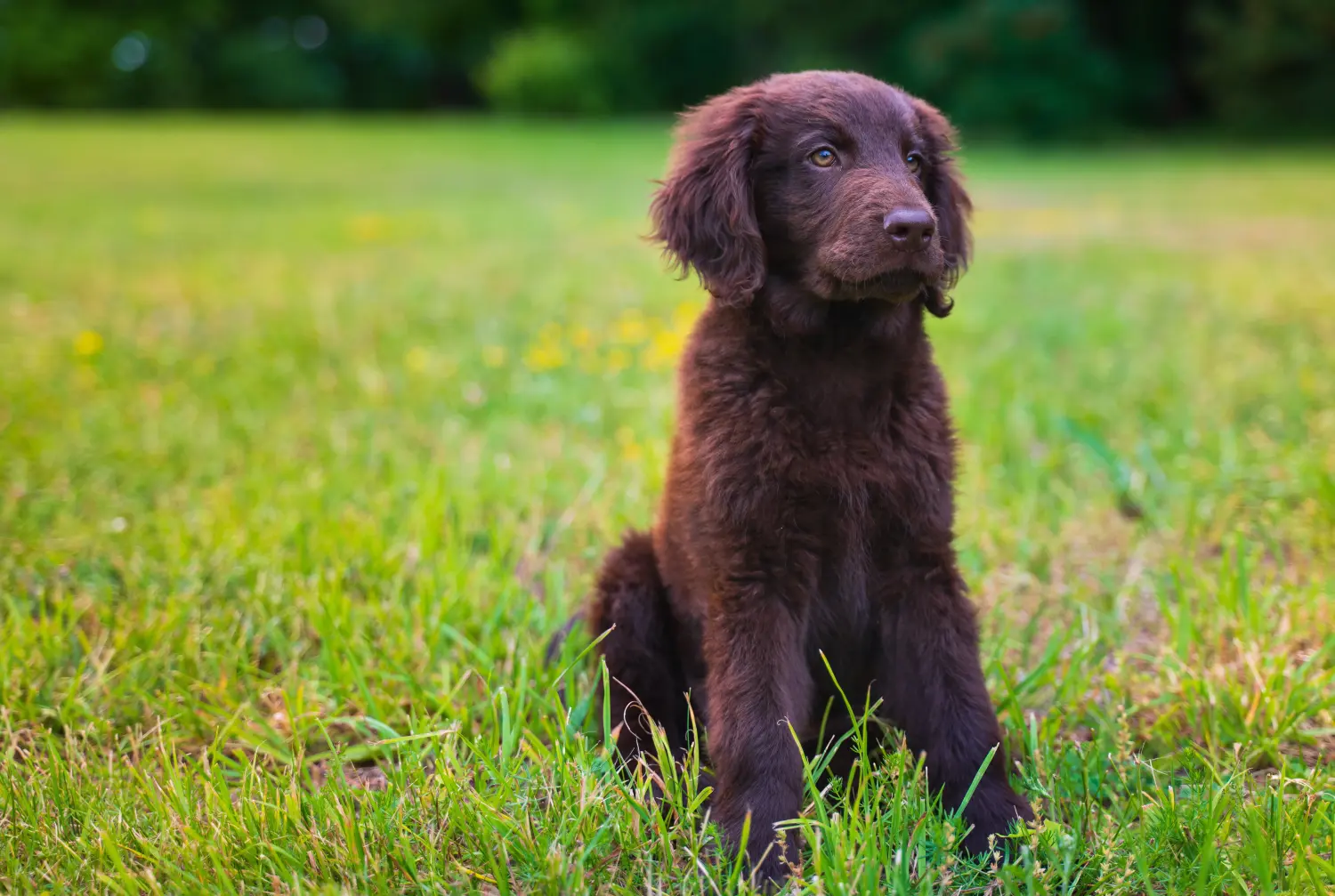 Einen Flat Coated Retriever Welpen zu kaufen, bedeutet Verantwortung zu übernehmen! Flat Coated Retriever Welpen kaufen.