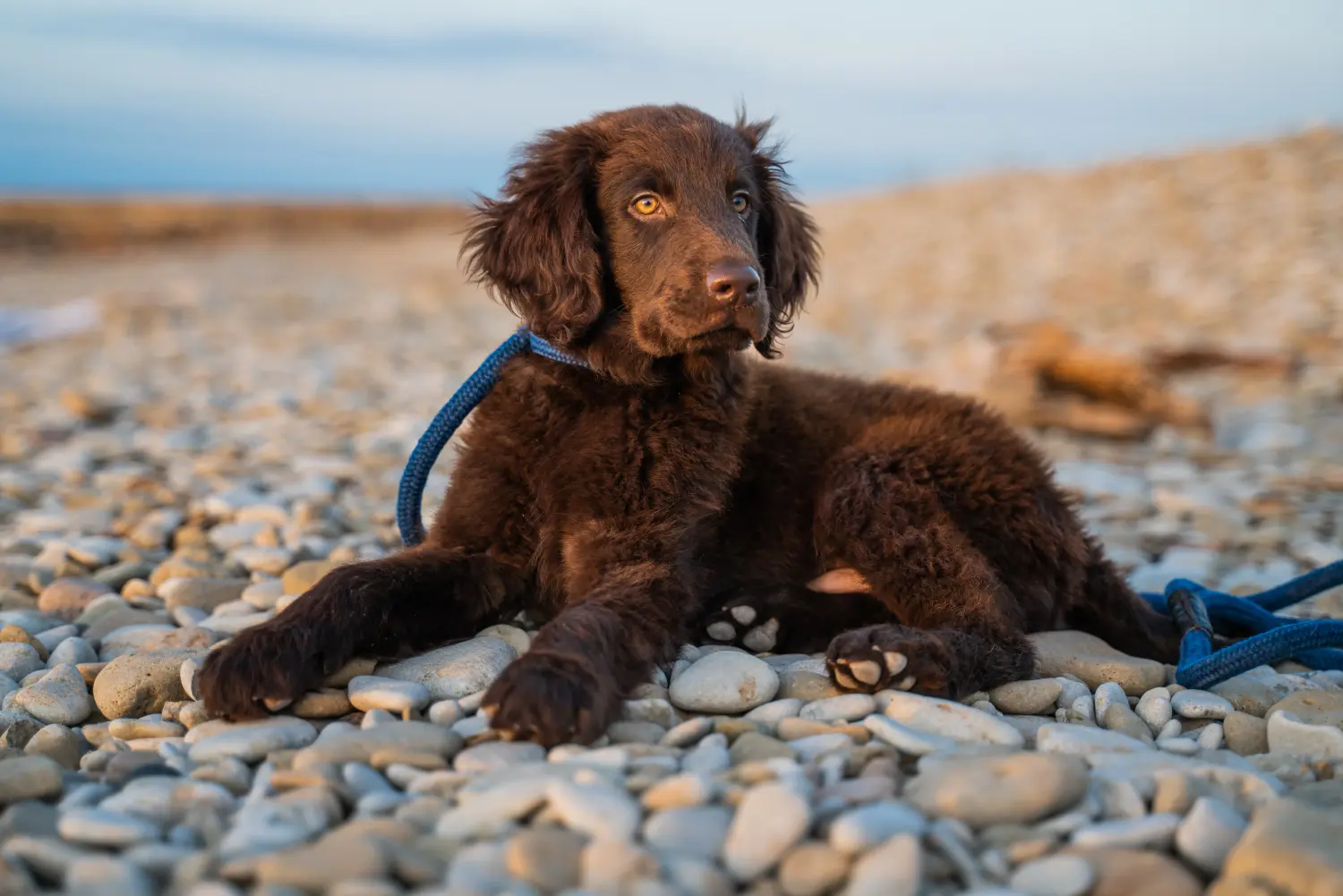 Einen Flat Coated Retriever Welpen zu kaufen, bedeutet Verantwortung zu übernehmen! Flat Coated Retriever Welpen kaufen.
