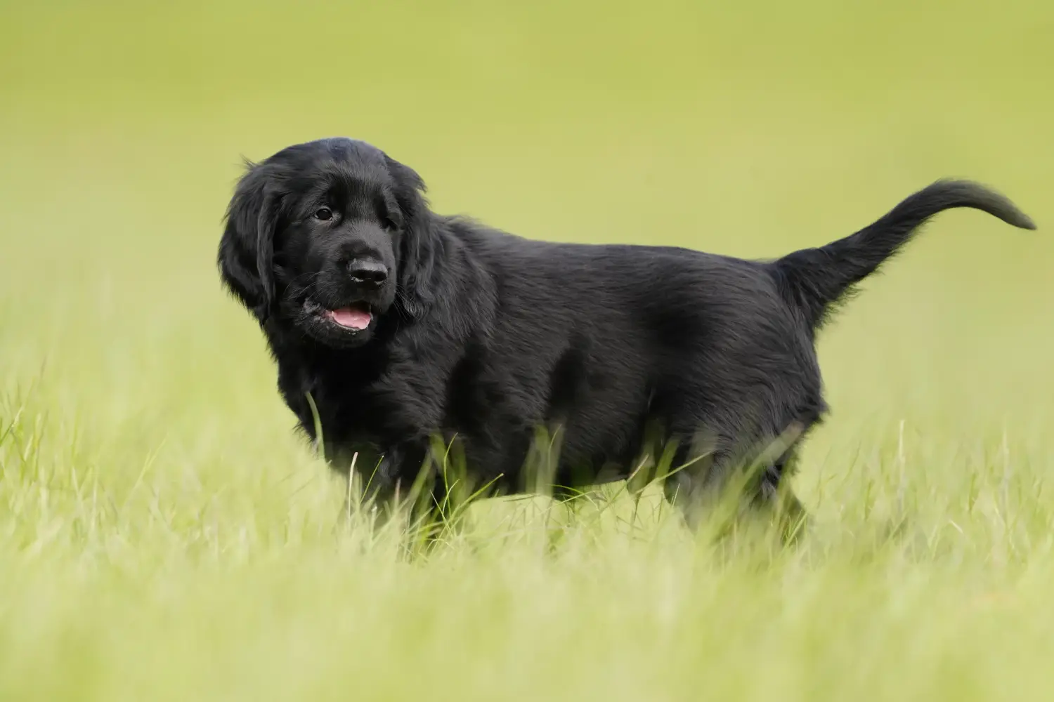 Einen Flat Coated Retriever Welpen zu kaufen, bedeutet Verantwortung zu übernehmen! Flat Coated Retriever Welpen kaufen.