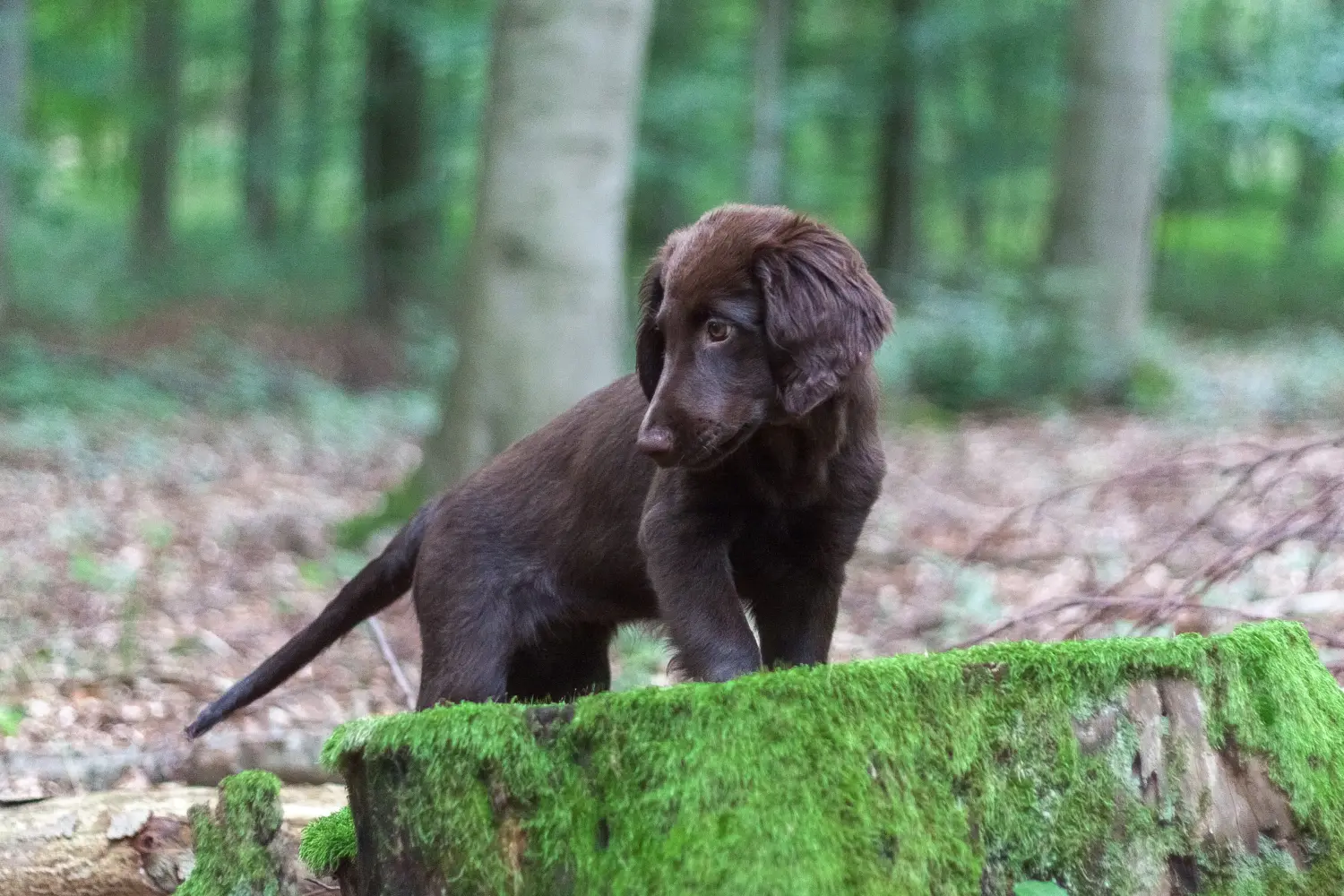 Einen Flat Coated Retriever Welpen zu kaufen, bedeutet Verantwortung zu übernehmen! Flat Coated Retriever Welpen kaufen.